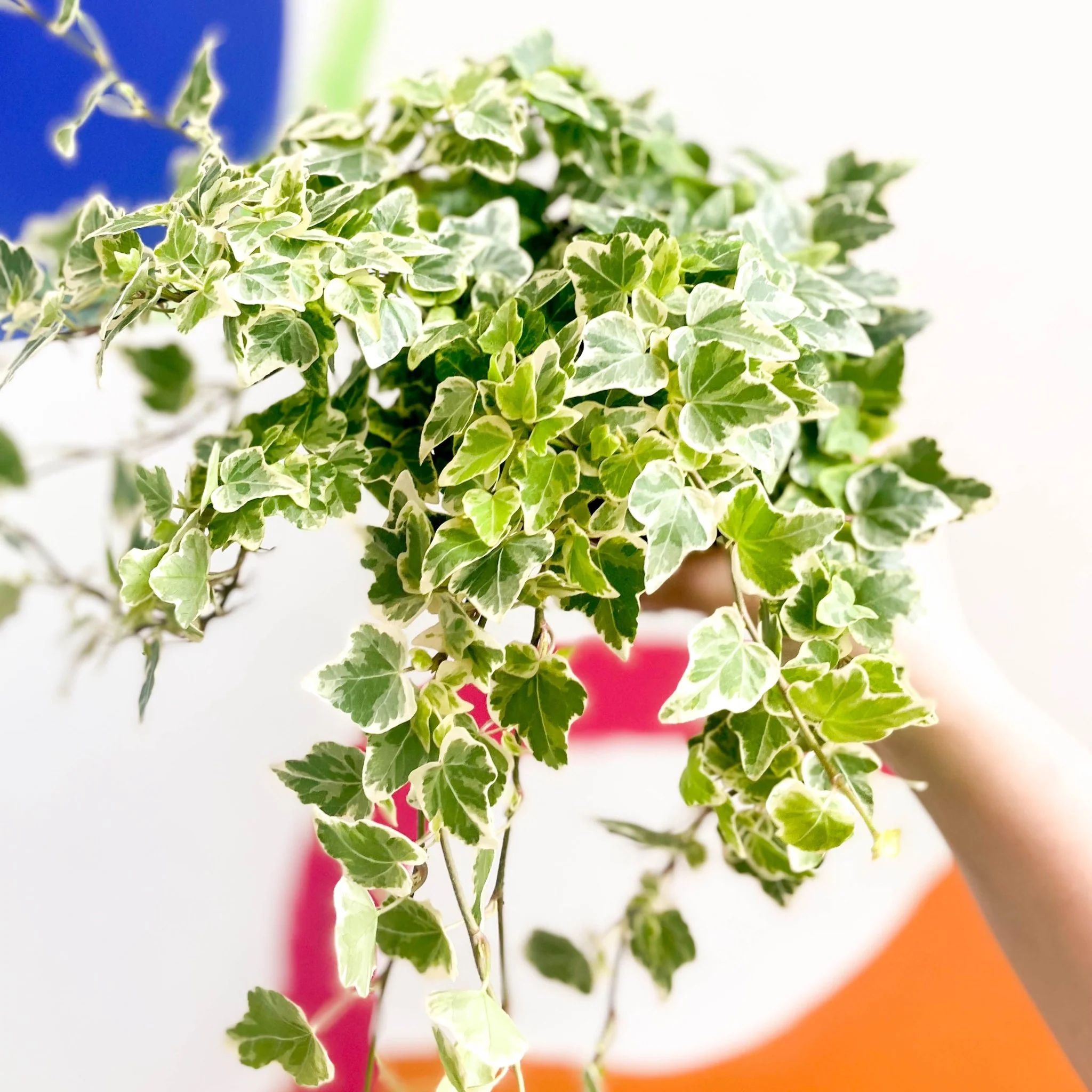 Hedera helix 'White Wonder' - English Ivy - Image 2