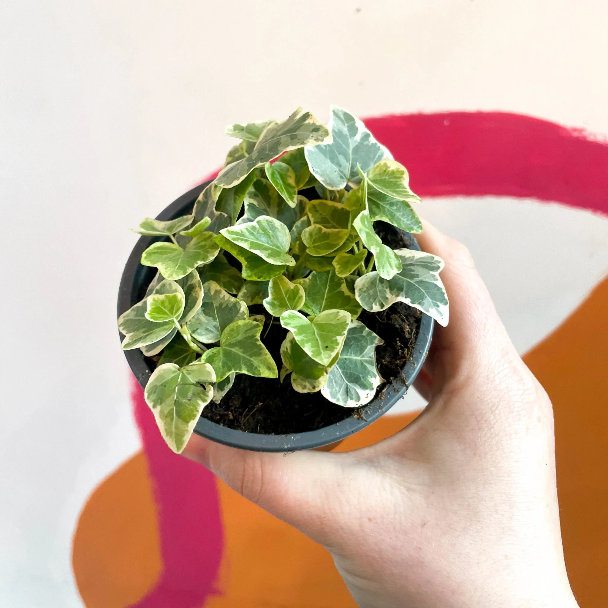 Hedera helix 'White Wonder' - English Ivy - Image 4