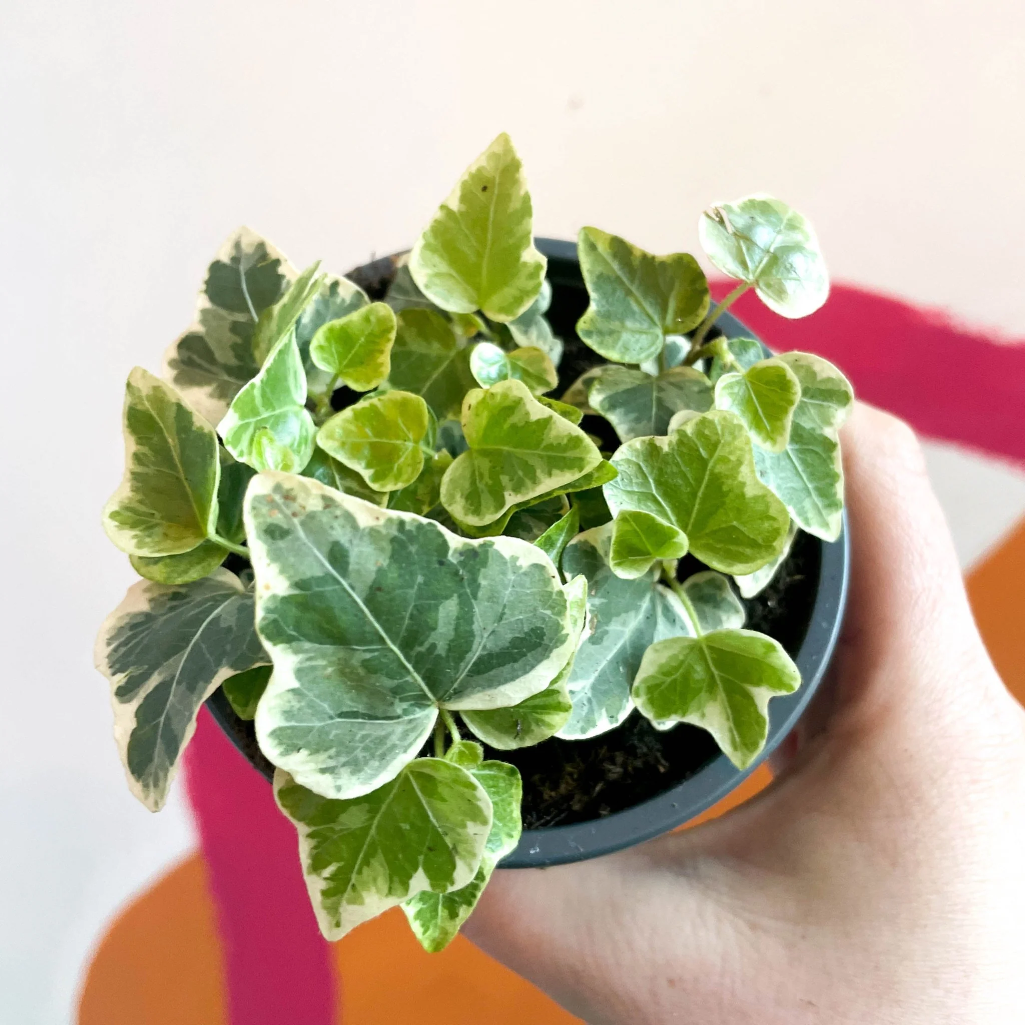 Hedera helix 'White Wonder' - English Ivy - Image 5