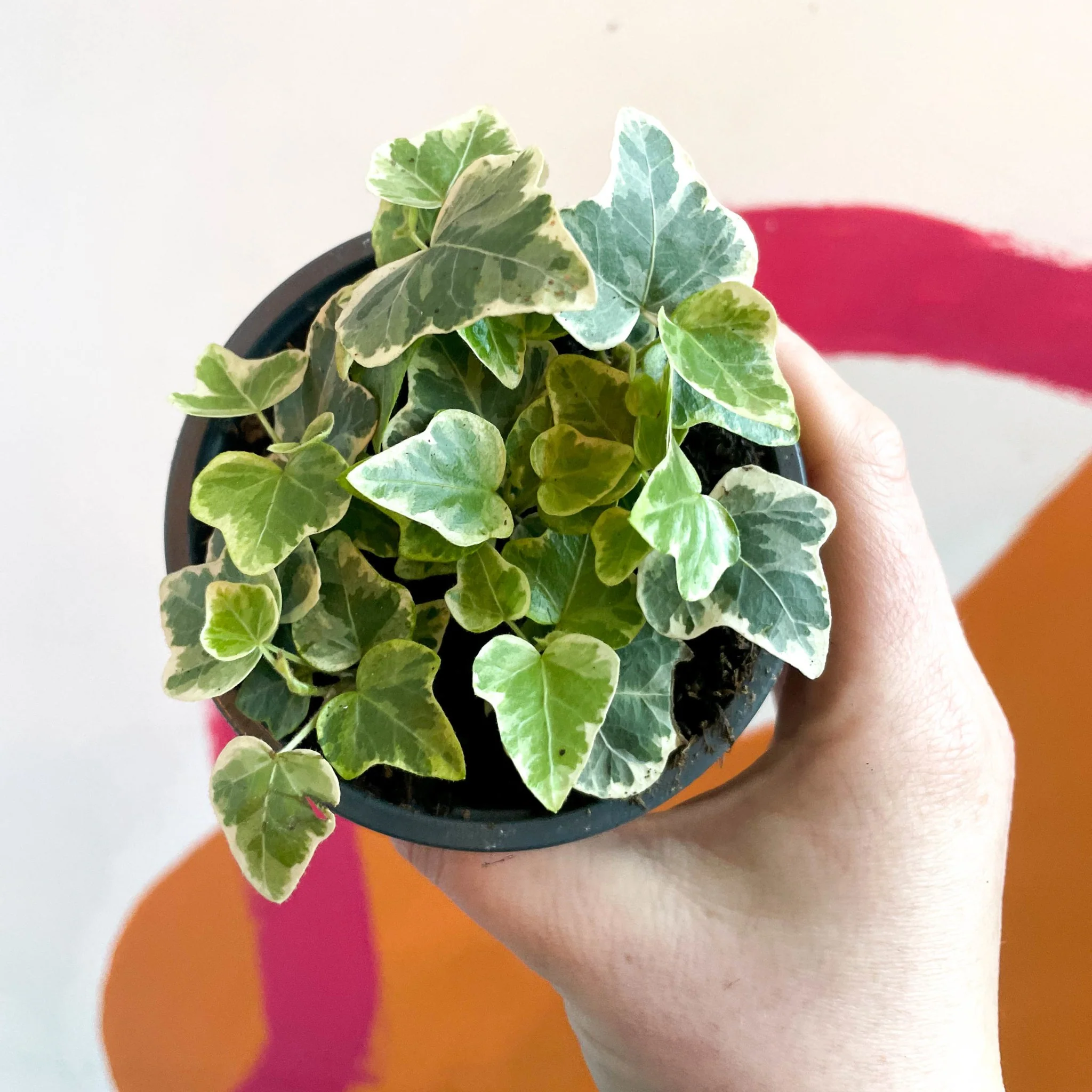 Hedera helix 'White Wonder' - English Ivy - Image 7