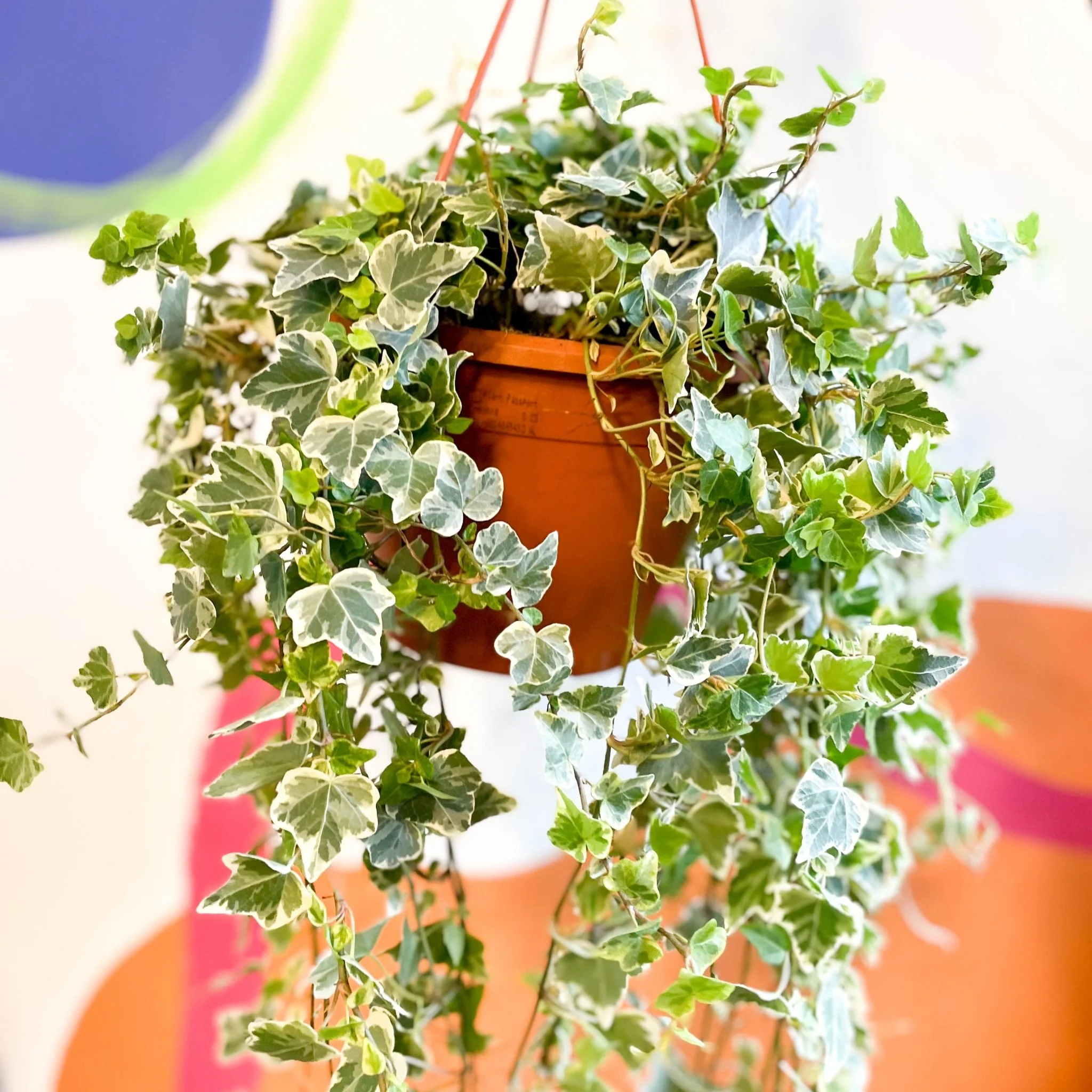 Hedera helix 'White Wonder' - English Ivy - Image 8