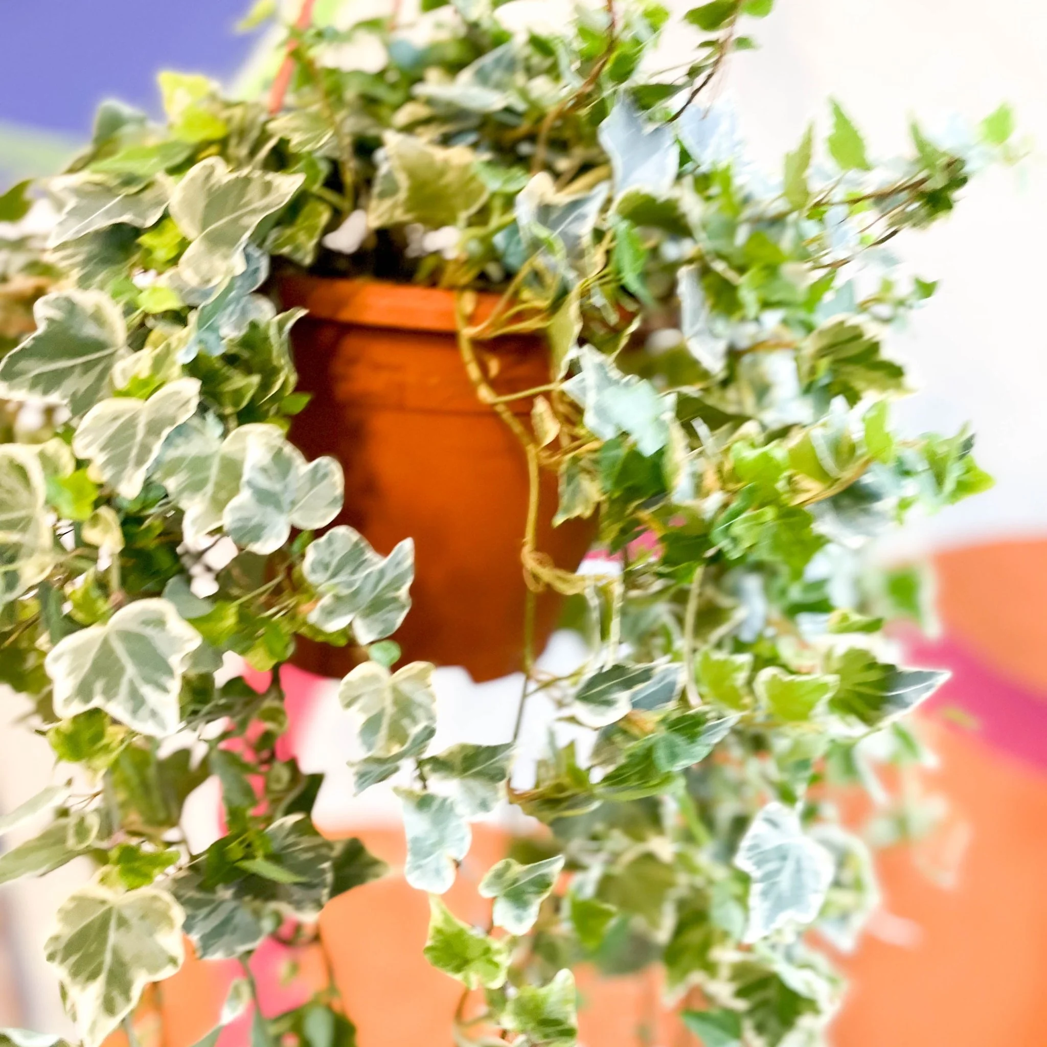 Hedera helix 'White Wonder' - English Ivy - Image 9