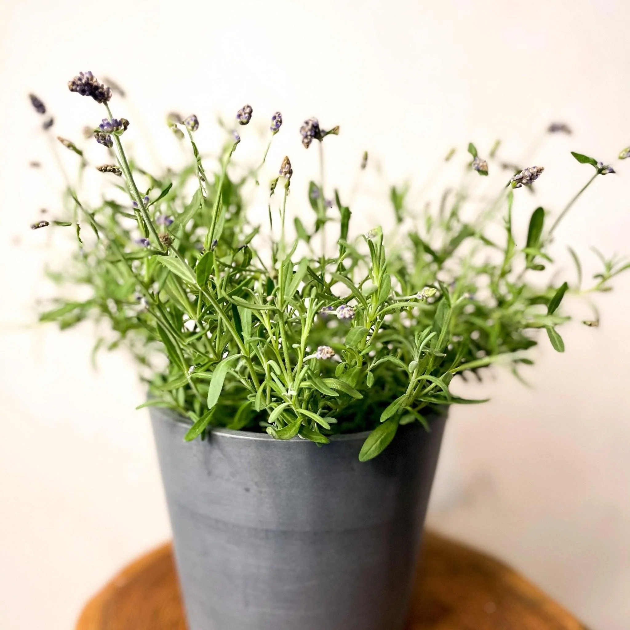 English lavender - Lavandula angustifolia 'Ardeche Blue'