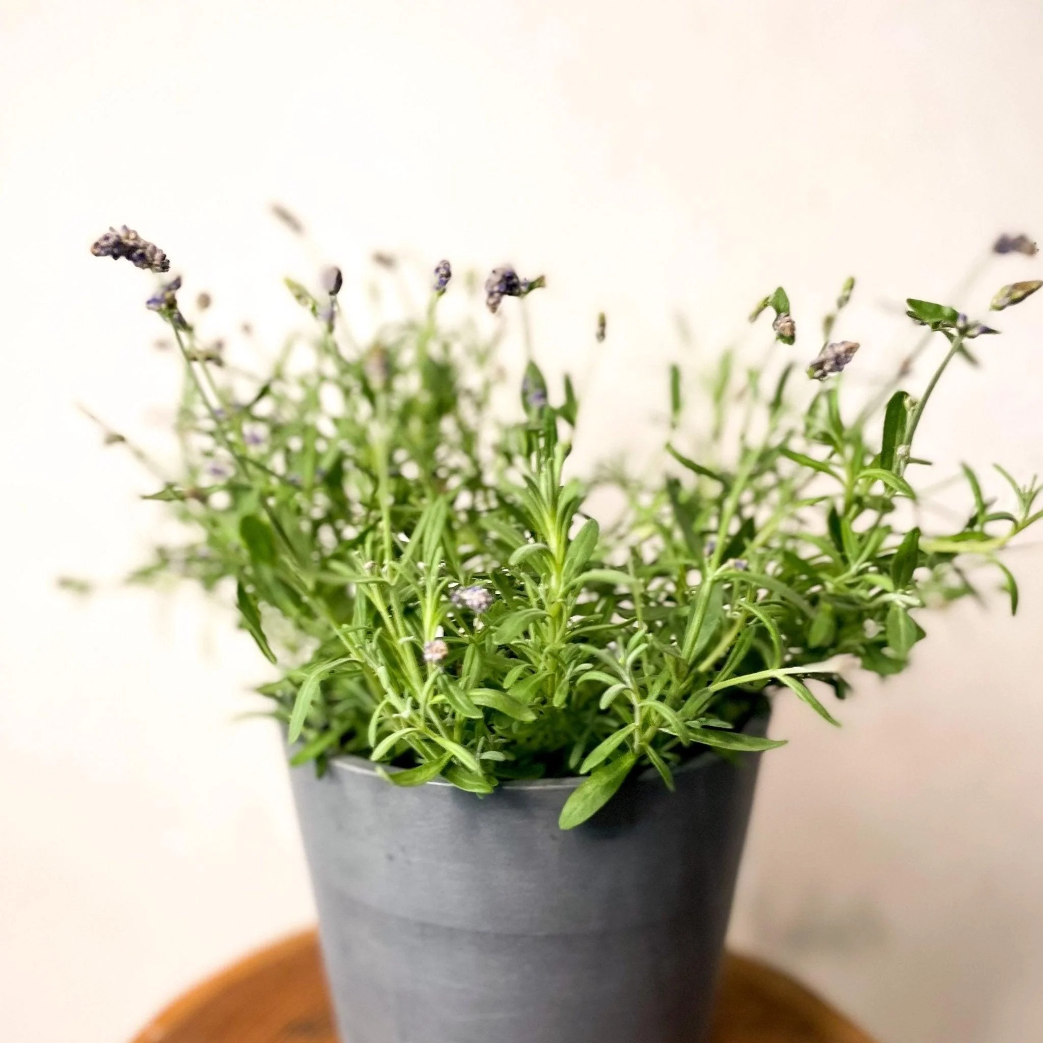 English lavender - Lavandula angustifolia 'Ardeche Blue' - Image 2