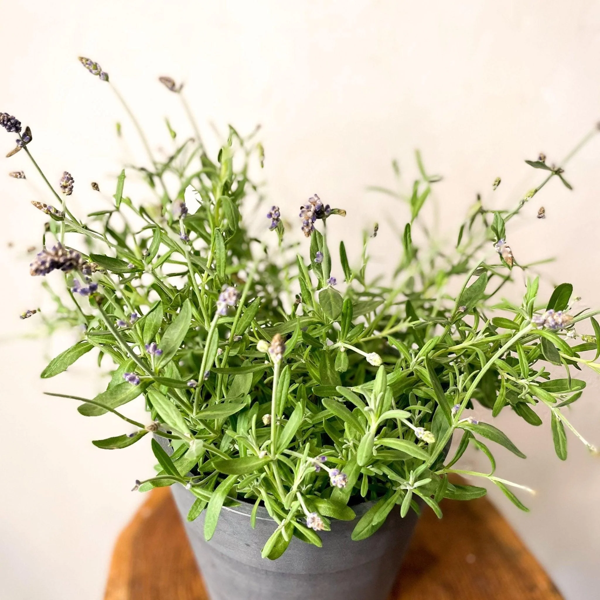 English lavender - Lavandula angustifolia 'Ardeche Blue' - Image 3