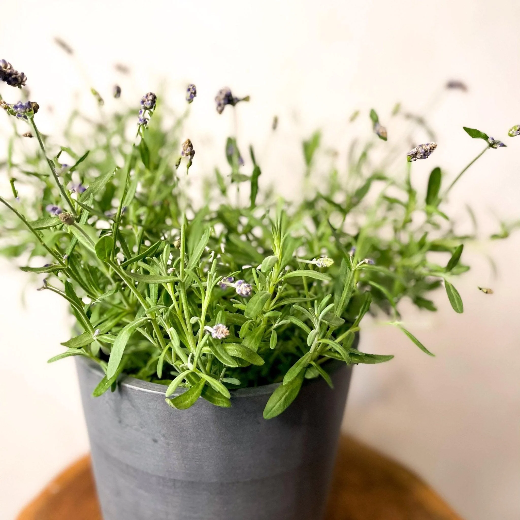 English lavender - Lavandula angustifolia 'Ardeche Blue' - Image 4