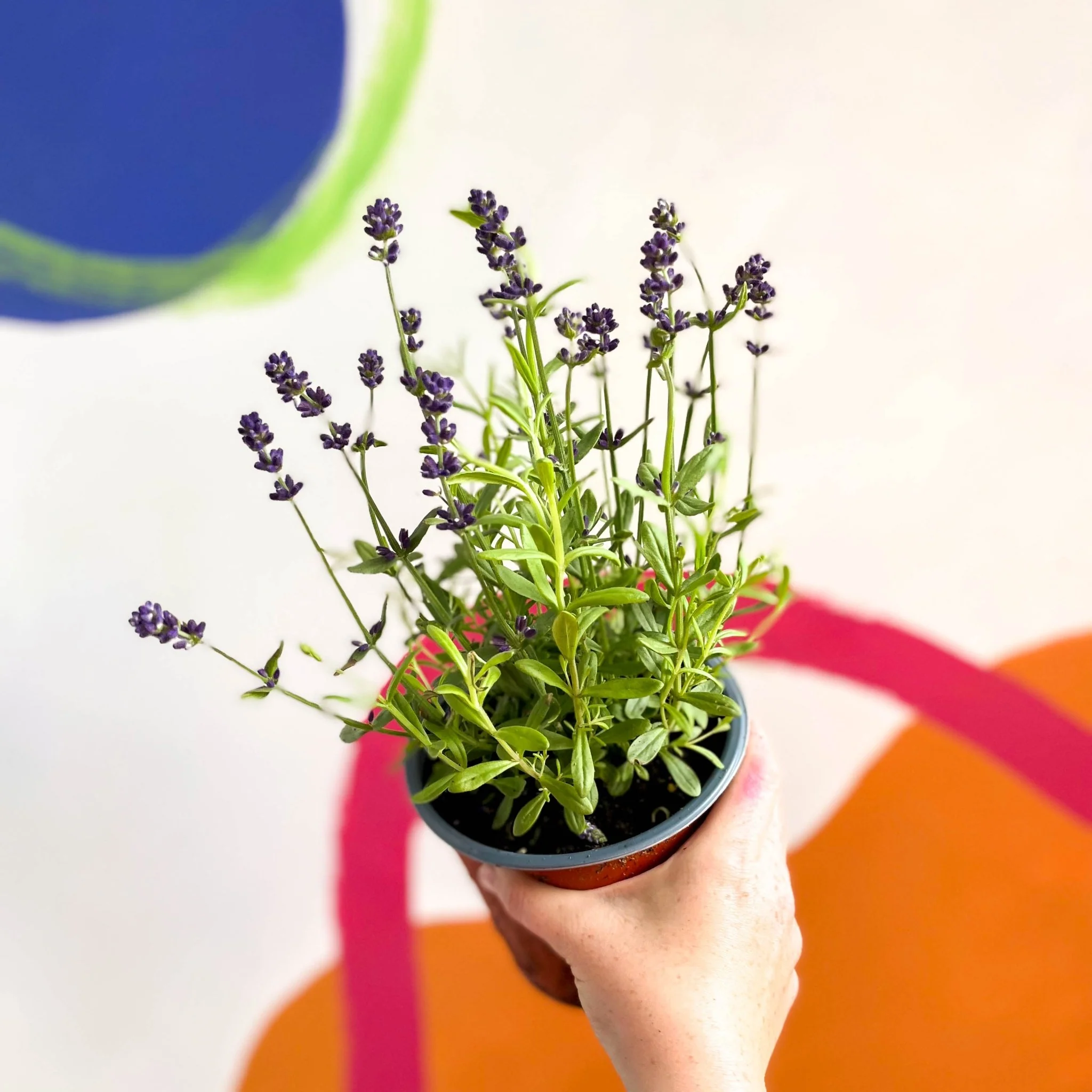 English Lavender - Lavandula angustifolia 'Blue Scent'