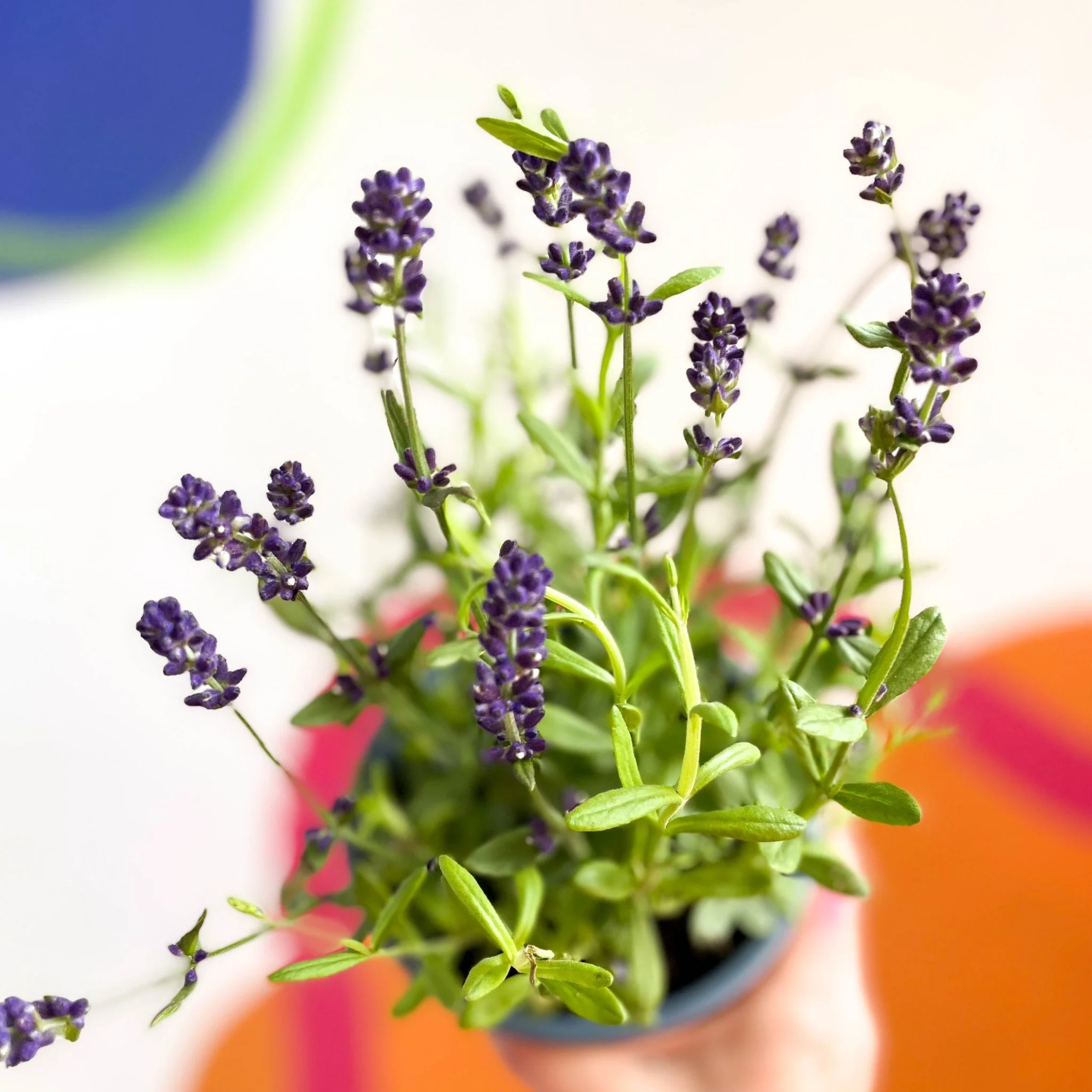 English Lavender - Lavandula angustifolia 'Blue Scent' - Image 2