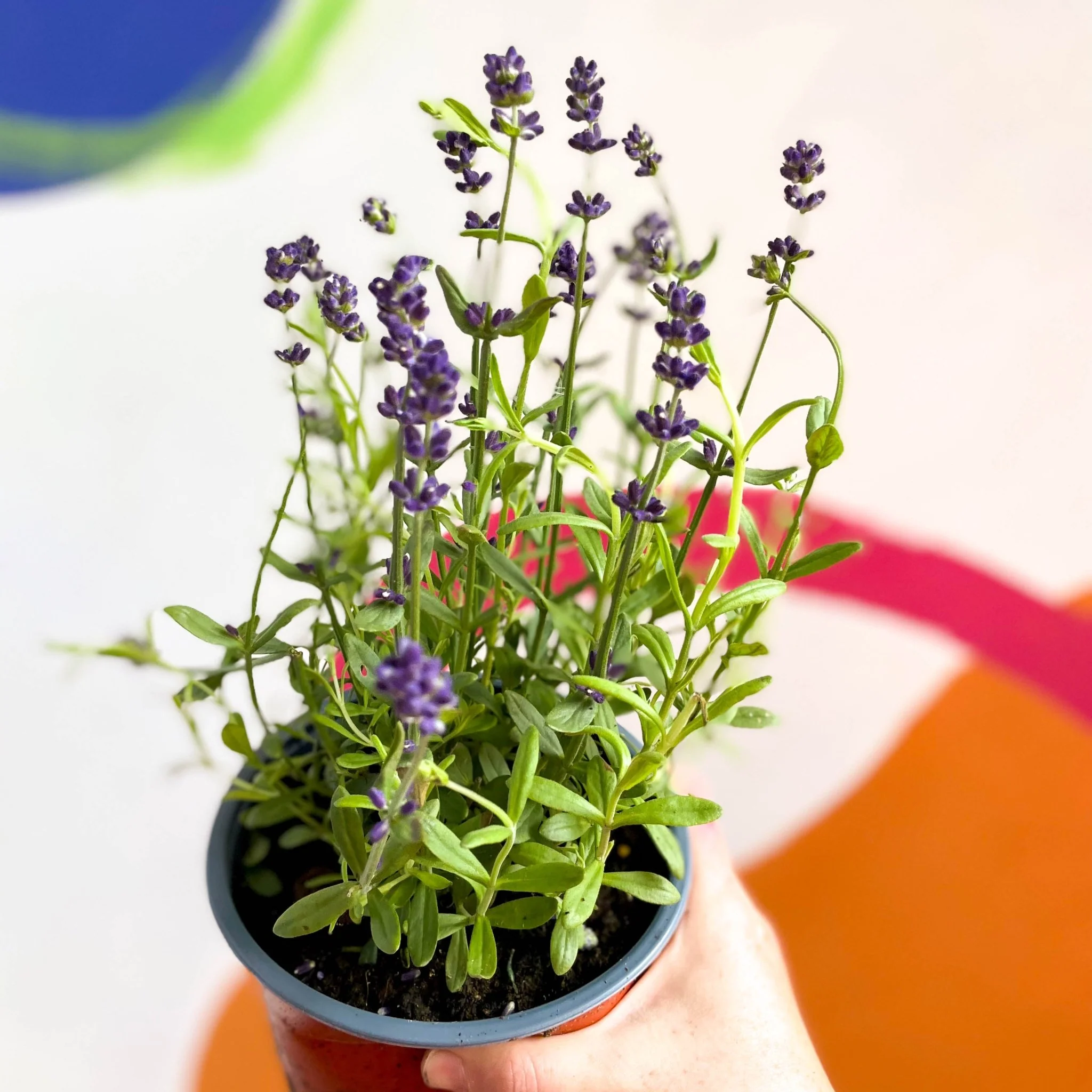 English Lavender - Lavandula angustifolia 'Blue Scent' - Image 3