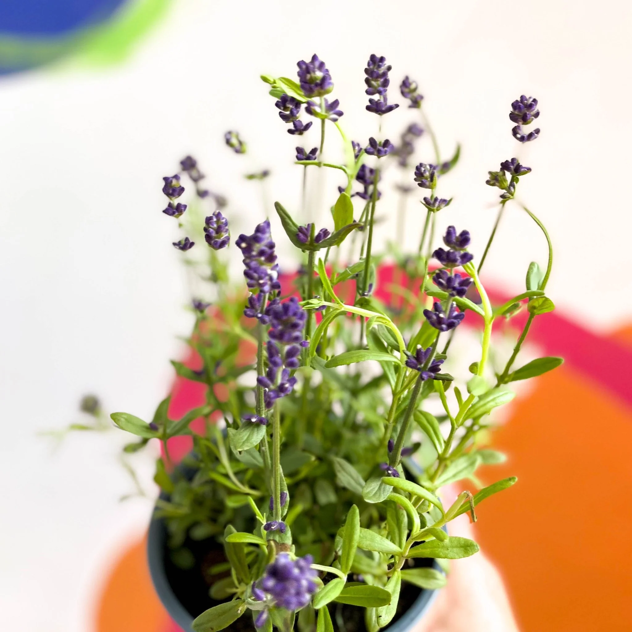 English Lavender - Lavandula angustifolia 'Blue Scent' - Image 4