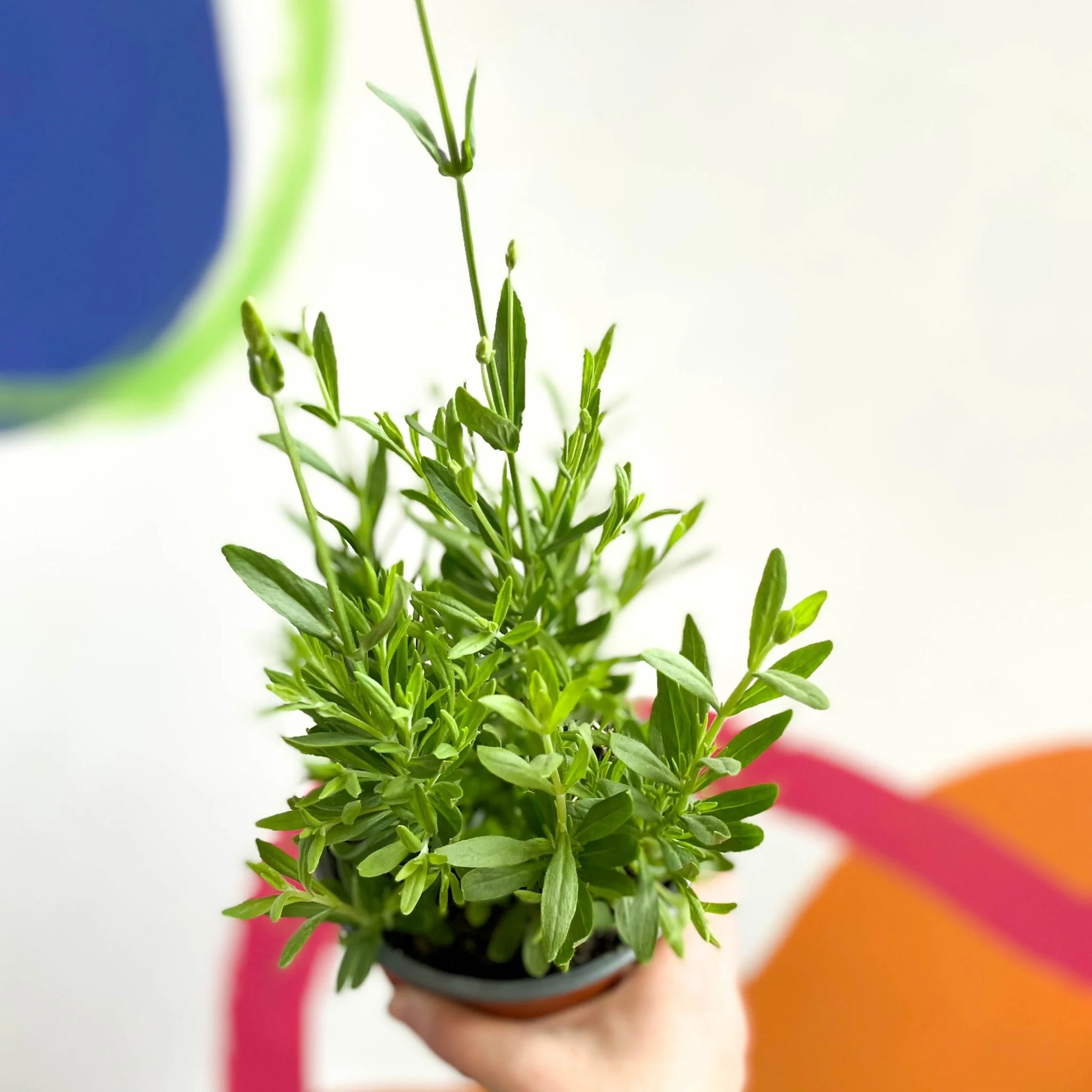 Lavandula angustifolia 'Blue Spear' - English Lavender - British Grown - Image 4