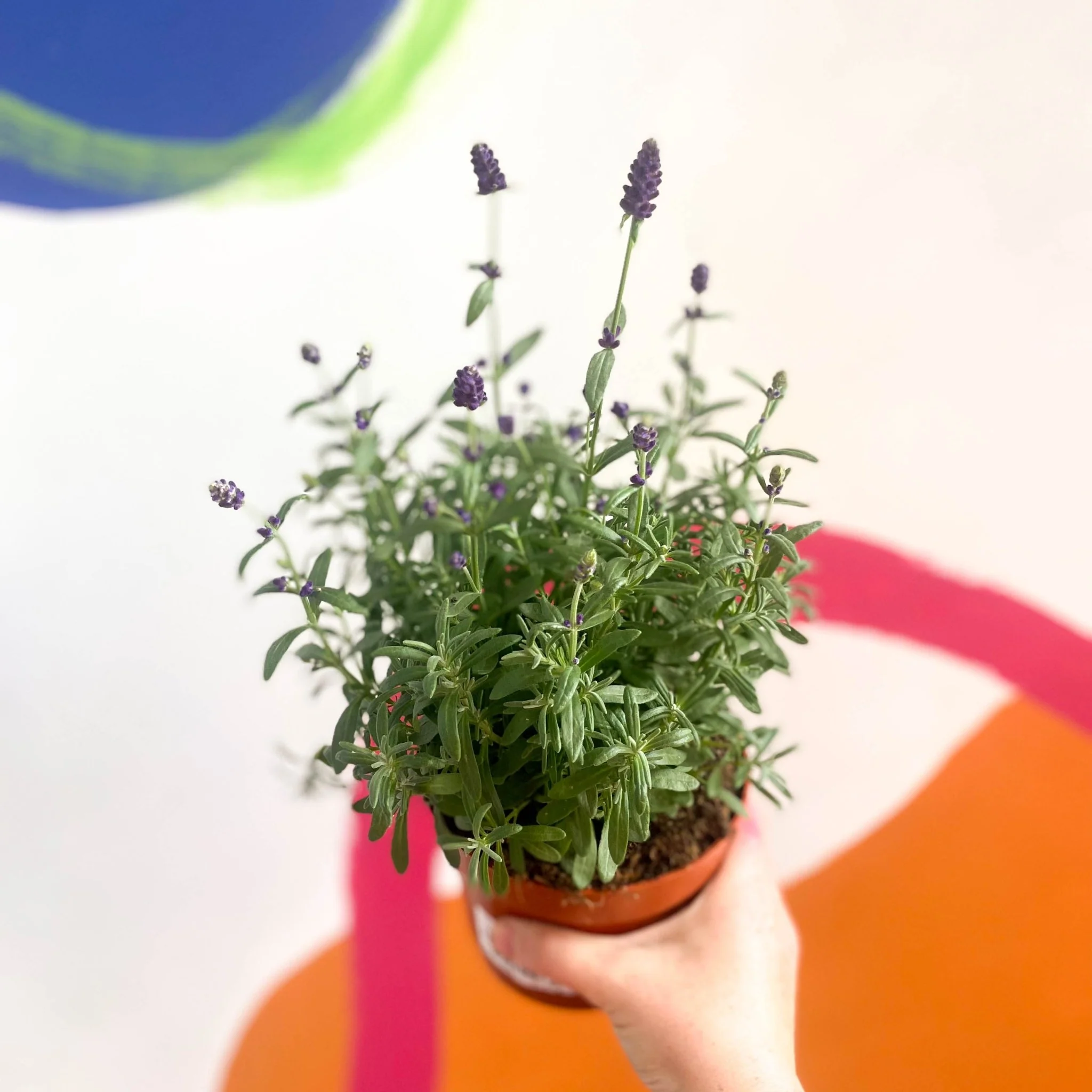 Lavandula angustifolia 'Hidcote' - English Lavender