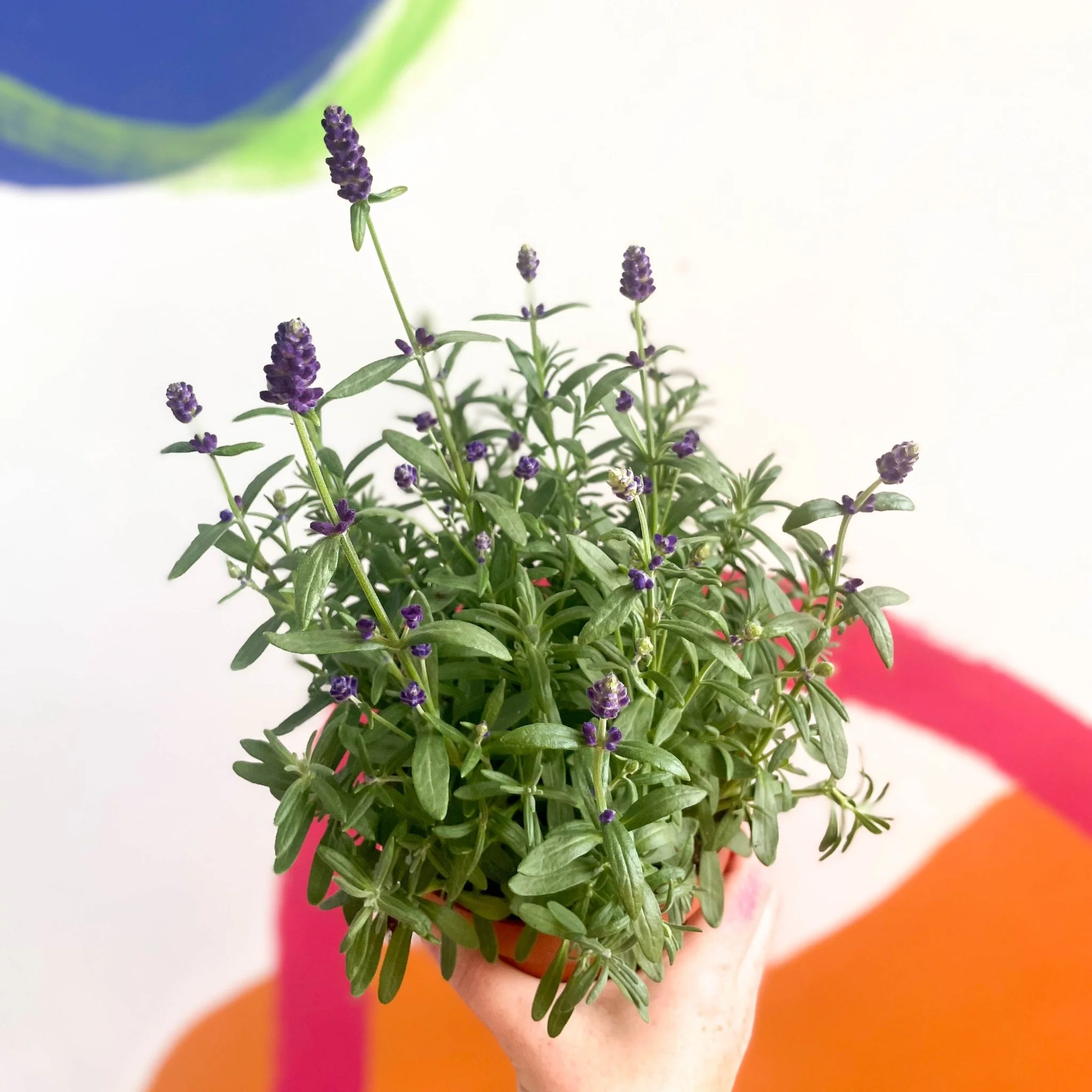 Lavandula angustifolia 'Hidcote' - English Lavender - Image 2