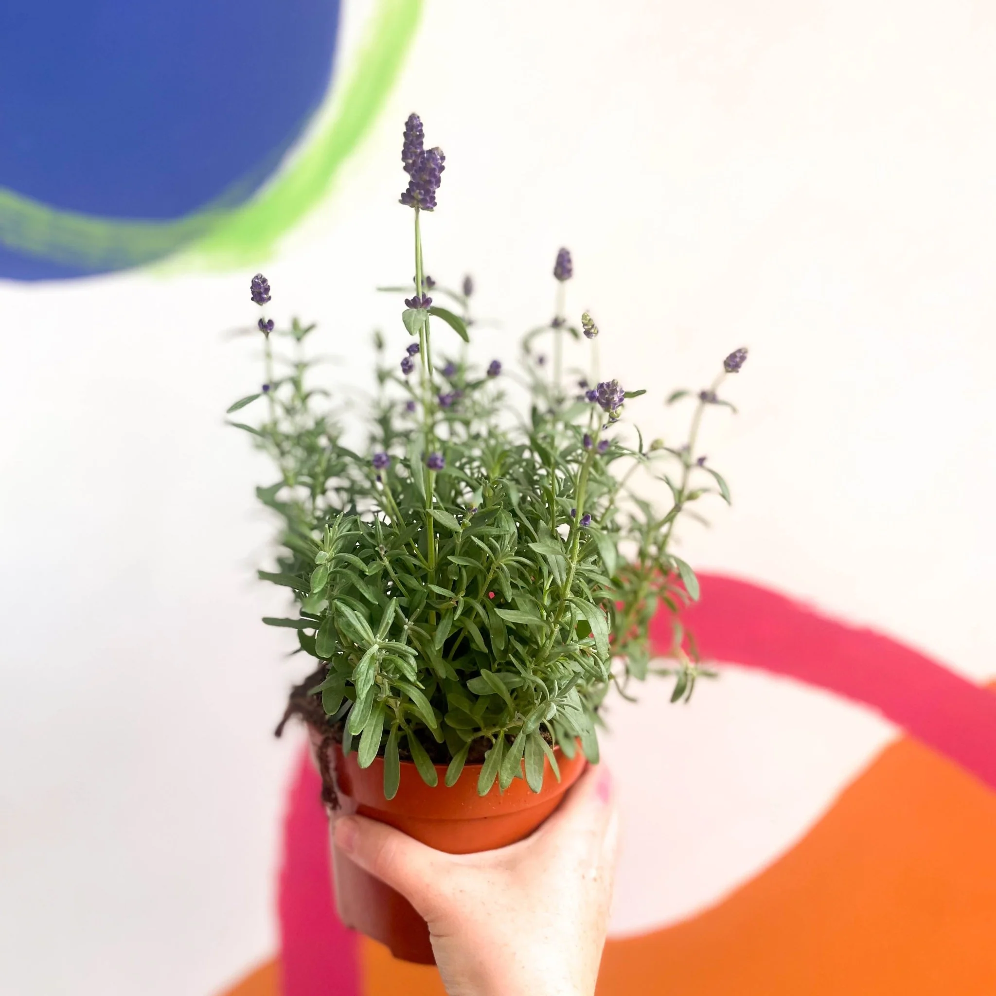 Lavandula angustifolia 'Hidcote' - English Lavender - Image 3