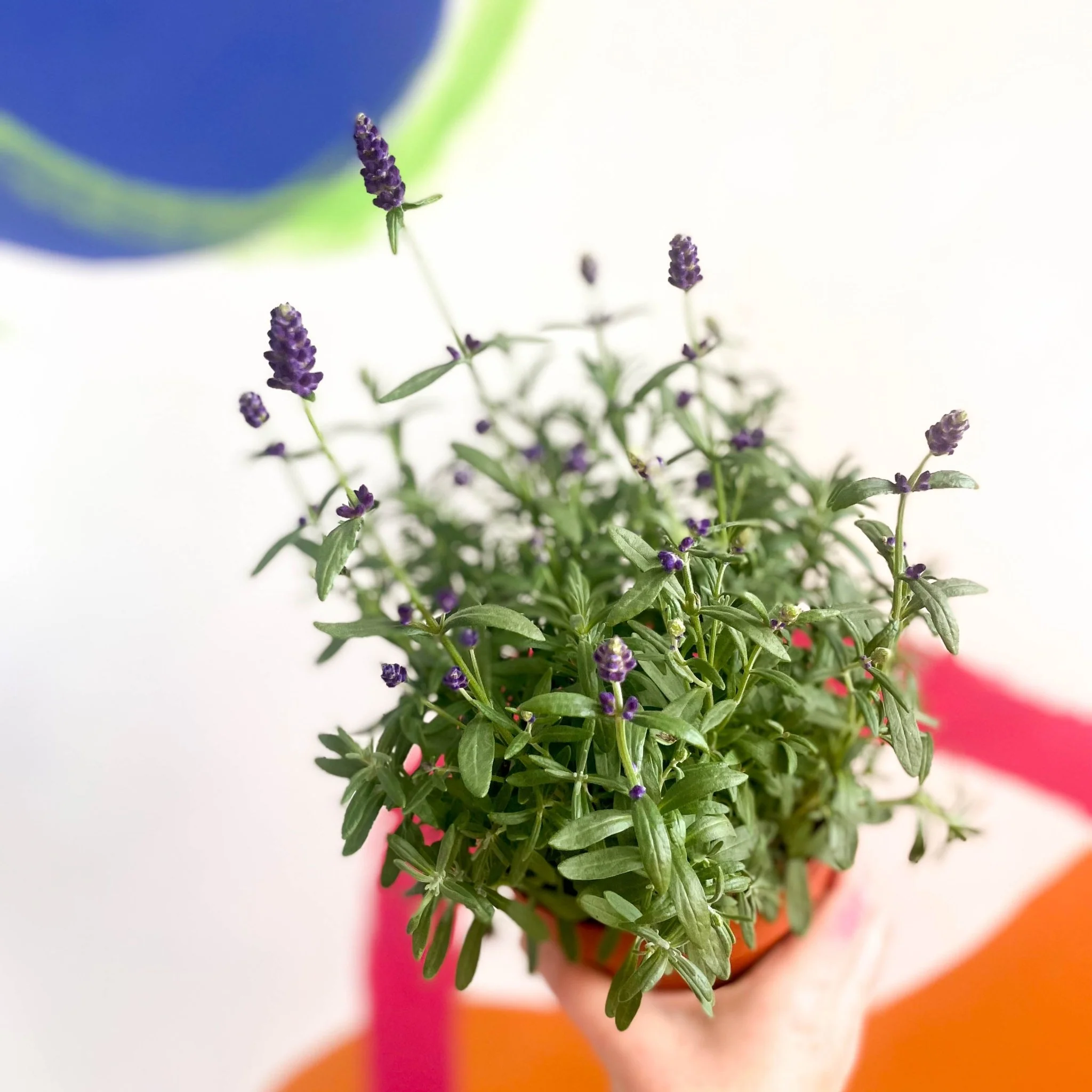 Lavandula angustifolia 'Hidcote' - English Lavender - Image 4