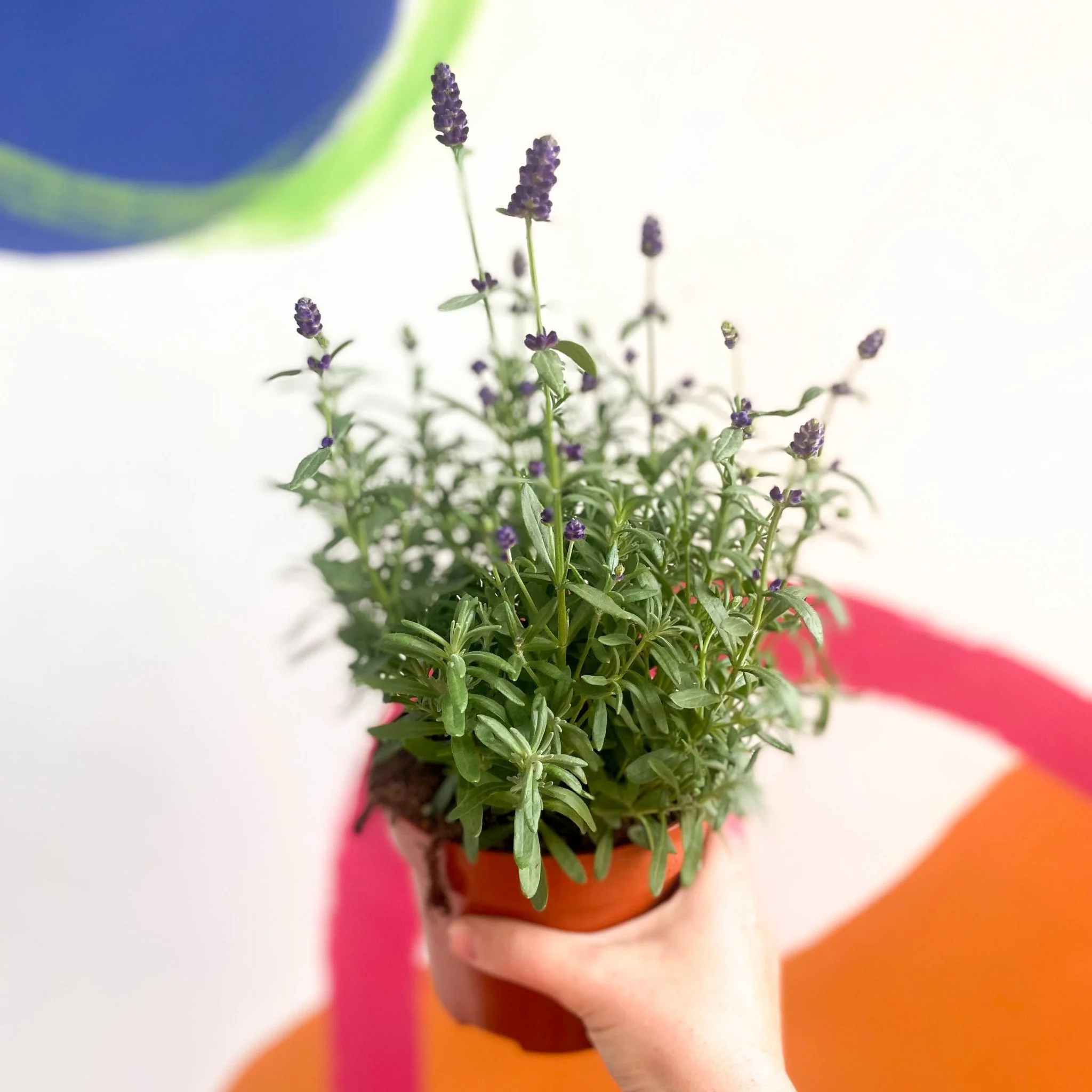 Lavandula angustifolia 'Hidcote' - English Lavender - Image 5