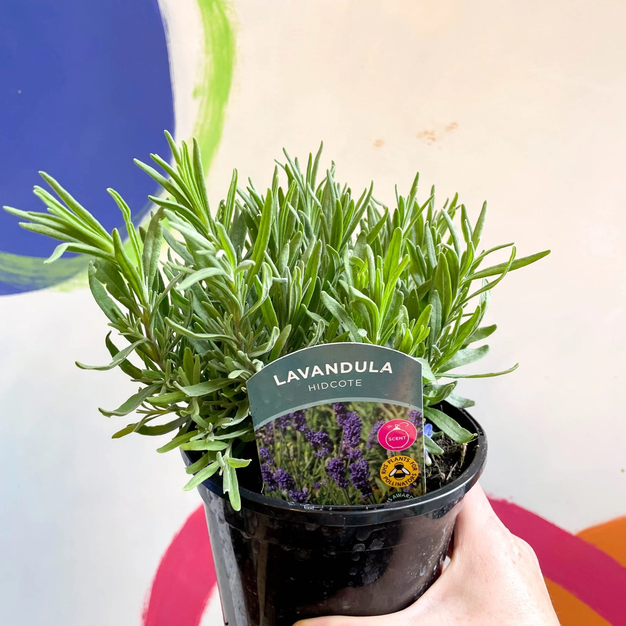 English Lavender - Lavandula angustifolia 'Hidcote' - British Grown Perennial - Image 4