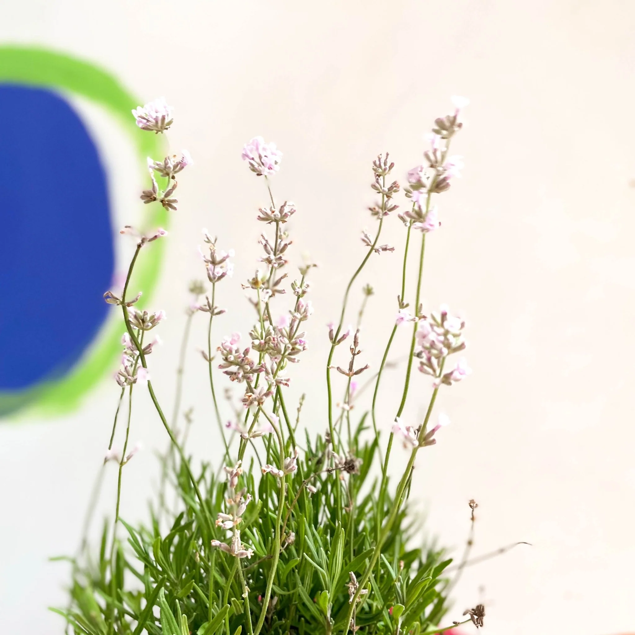 English Lavender - Lavandula angustifolia 'Rosea' - Cotswold Grown Perennial - Image 2