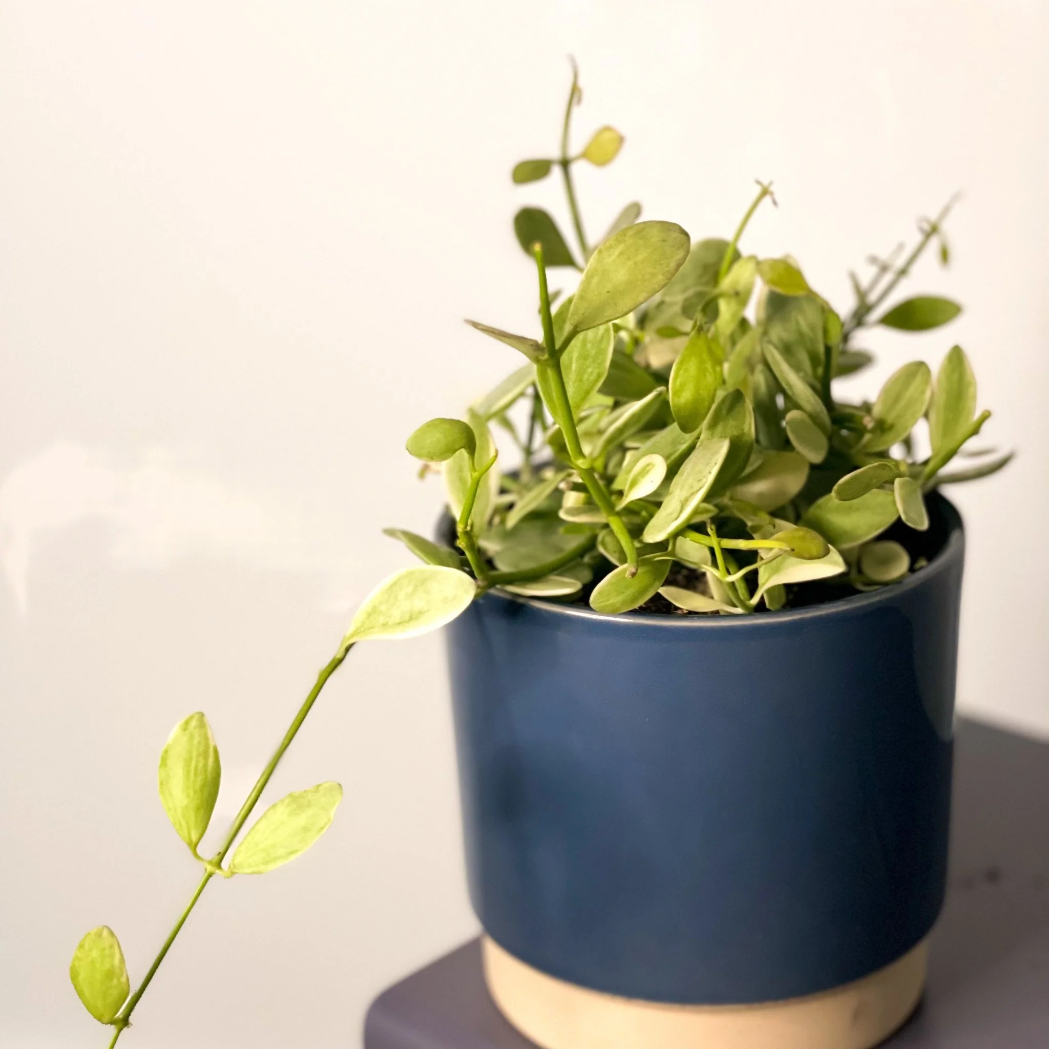 Eno Pot Blue - Image 2