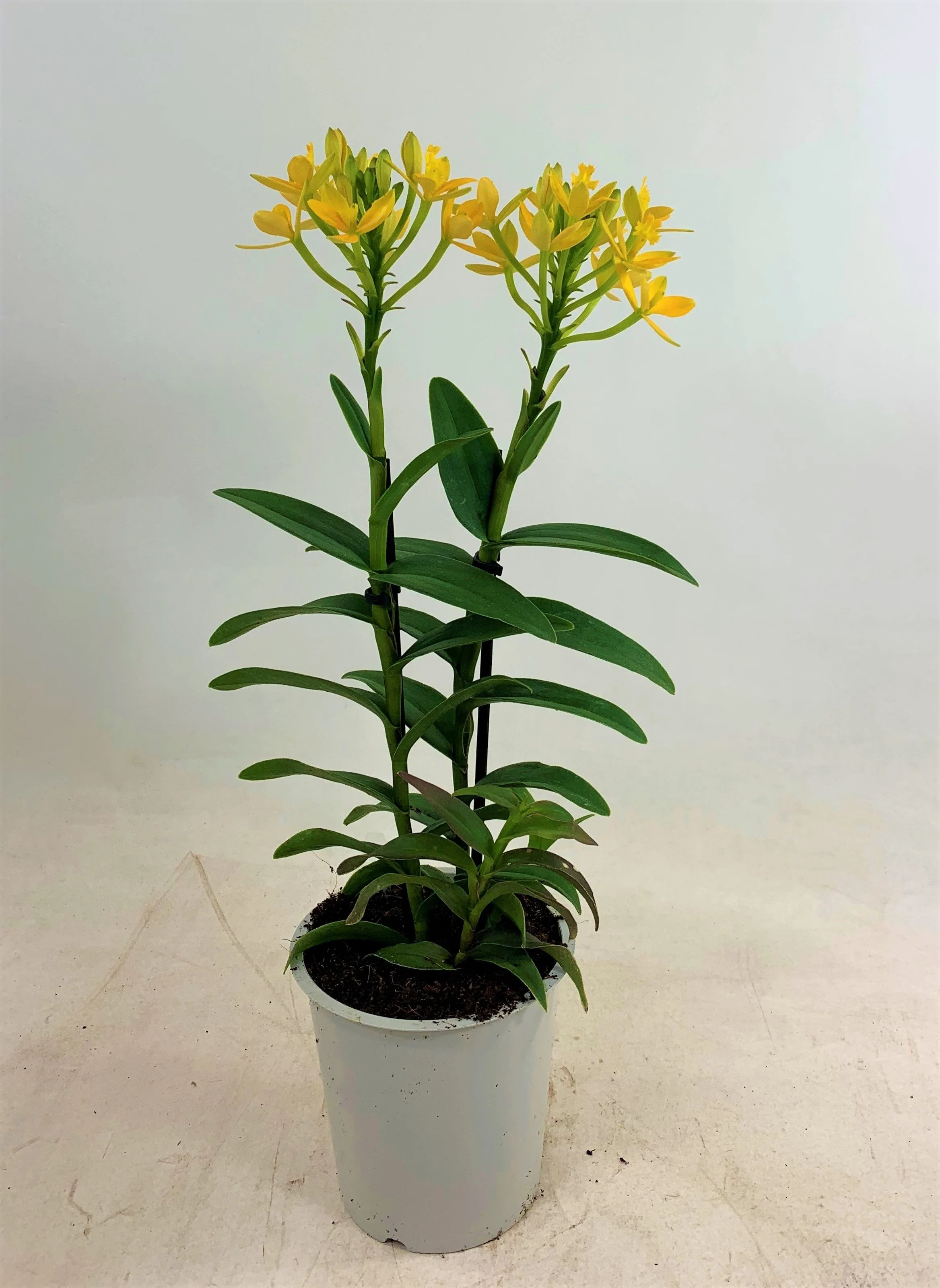 Epidendrum - Yellow Orange Crucifix Orchid