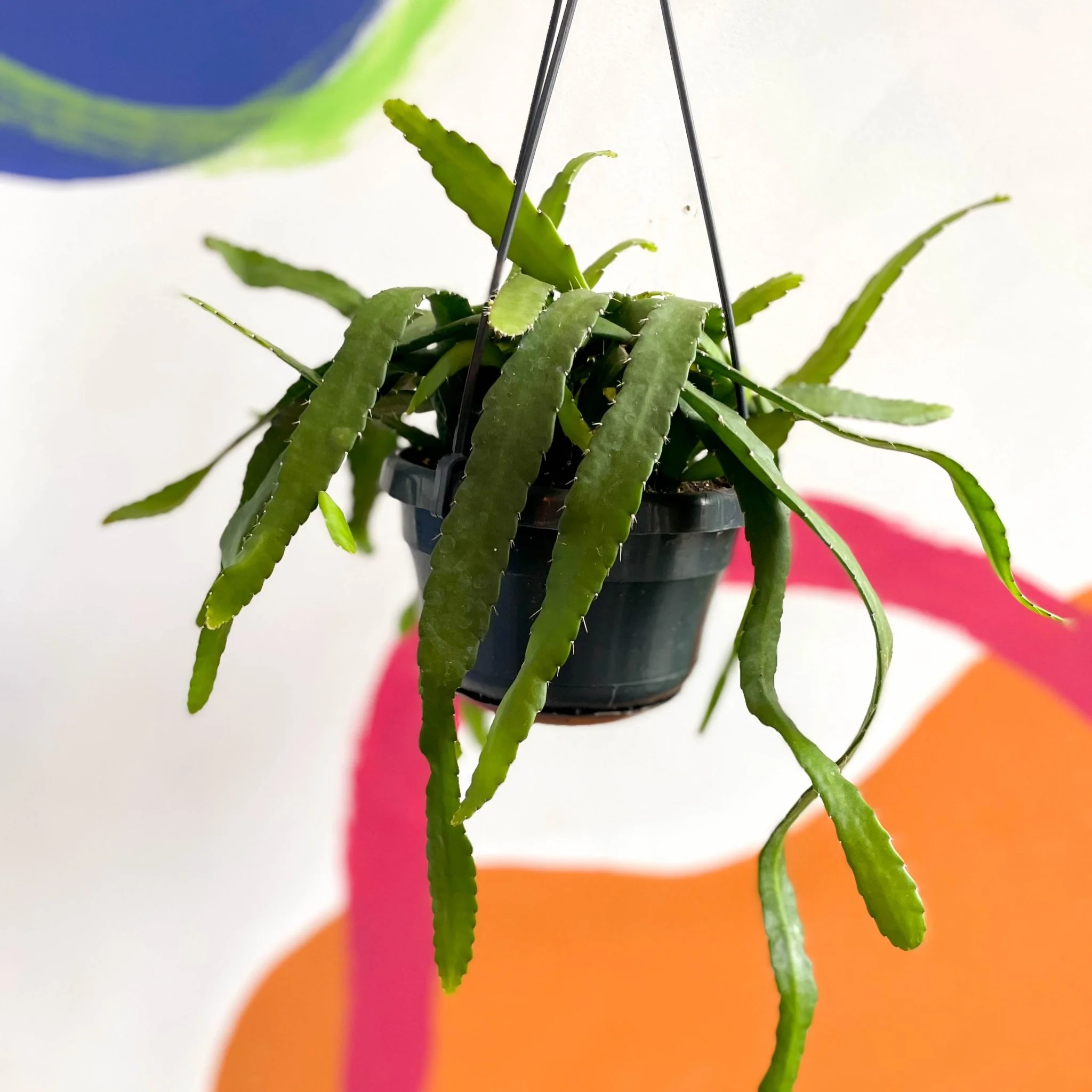 Epiphyllum ackermanii