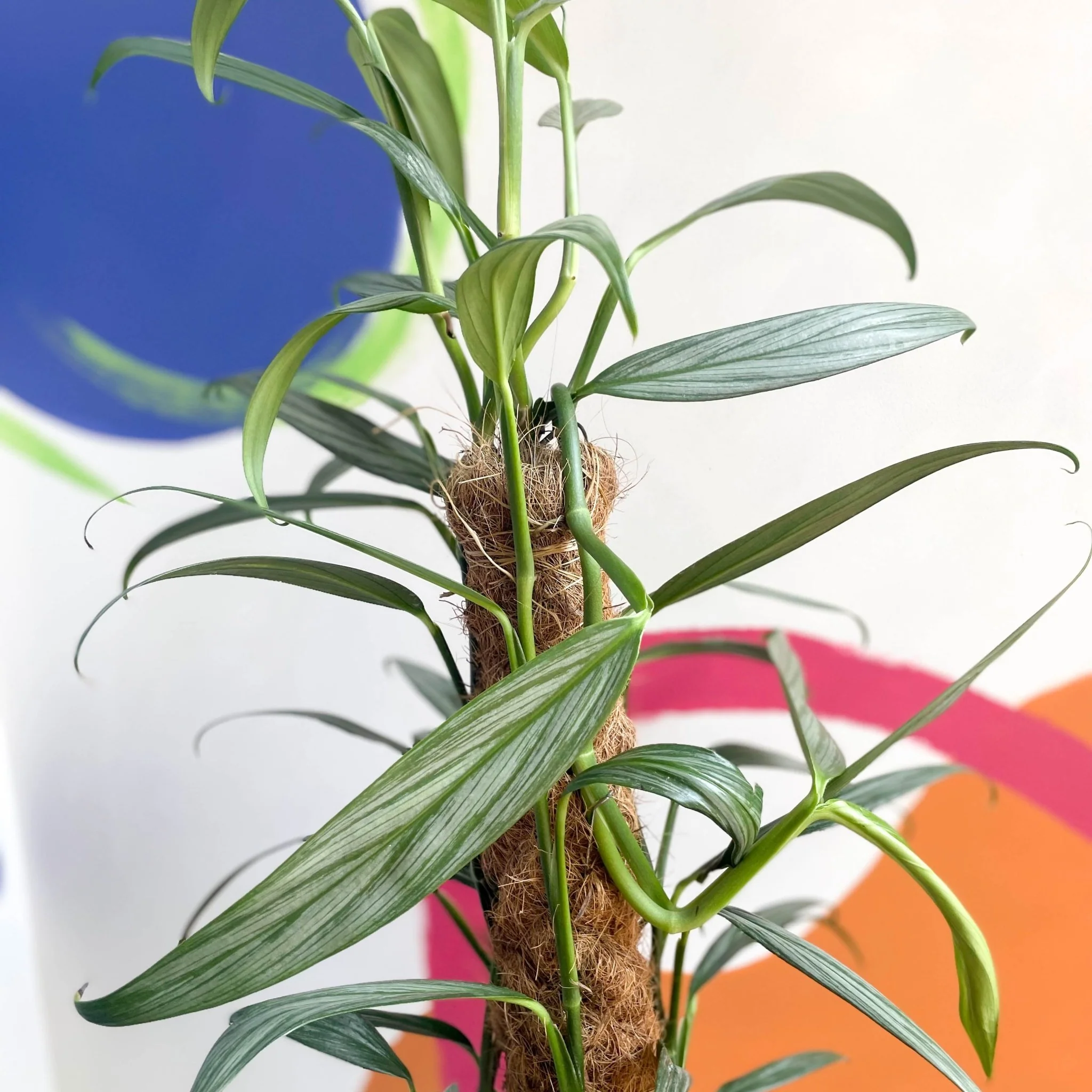 Epipremnum amplissimum 'Silver Stripe' - Image 3