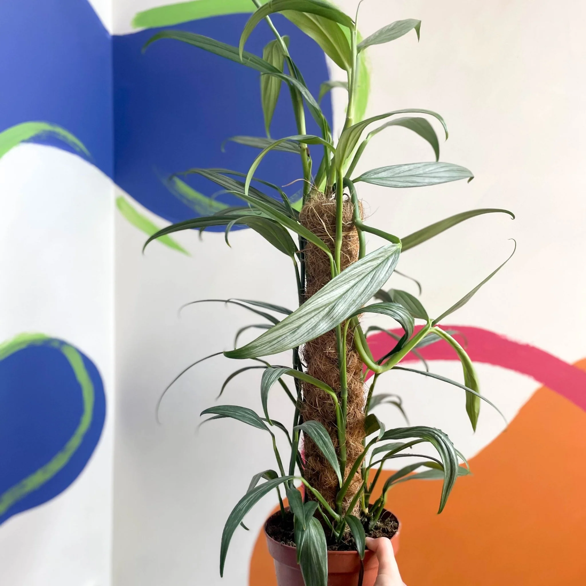 Epipremnum amplissimum 'Silver Stripe' - Image 4