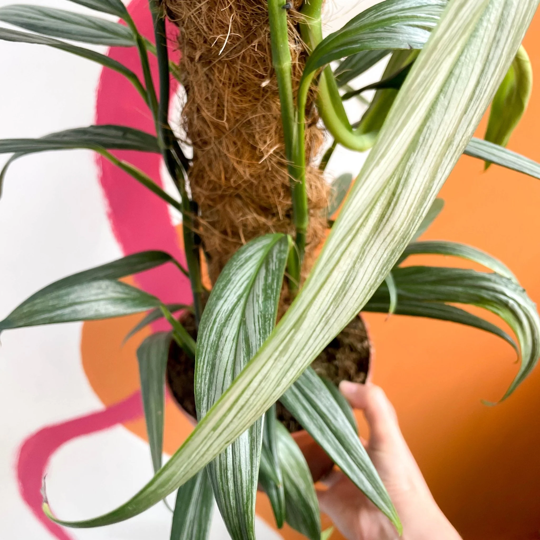 Epipremnum amplissimum 'Silver Stripe' - Image 5