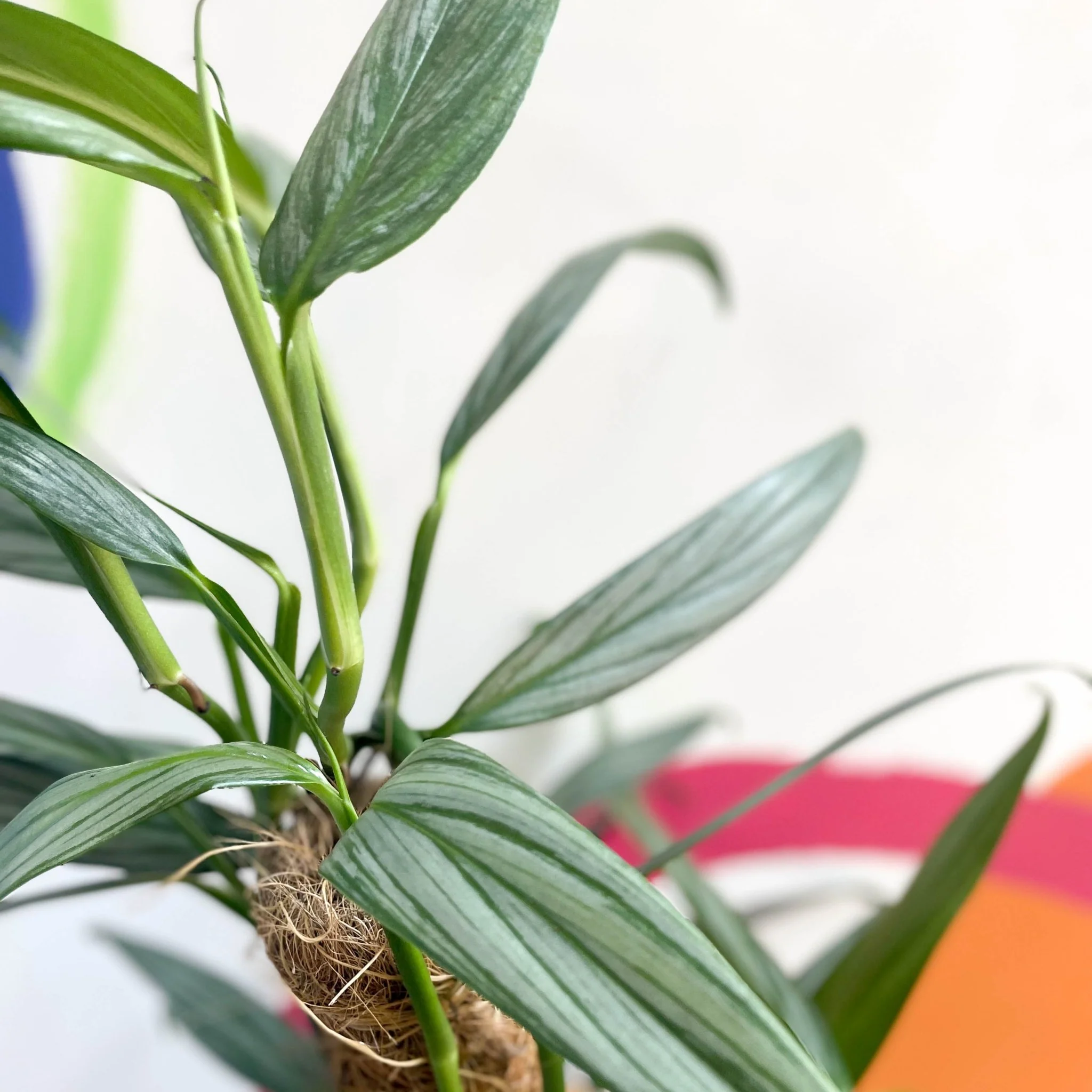 Epipremnum amplissimum 'Silver Stripe' - Image 6