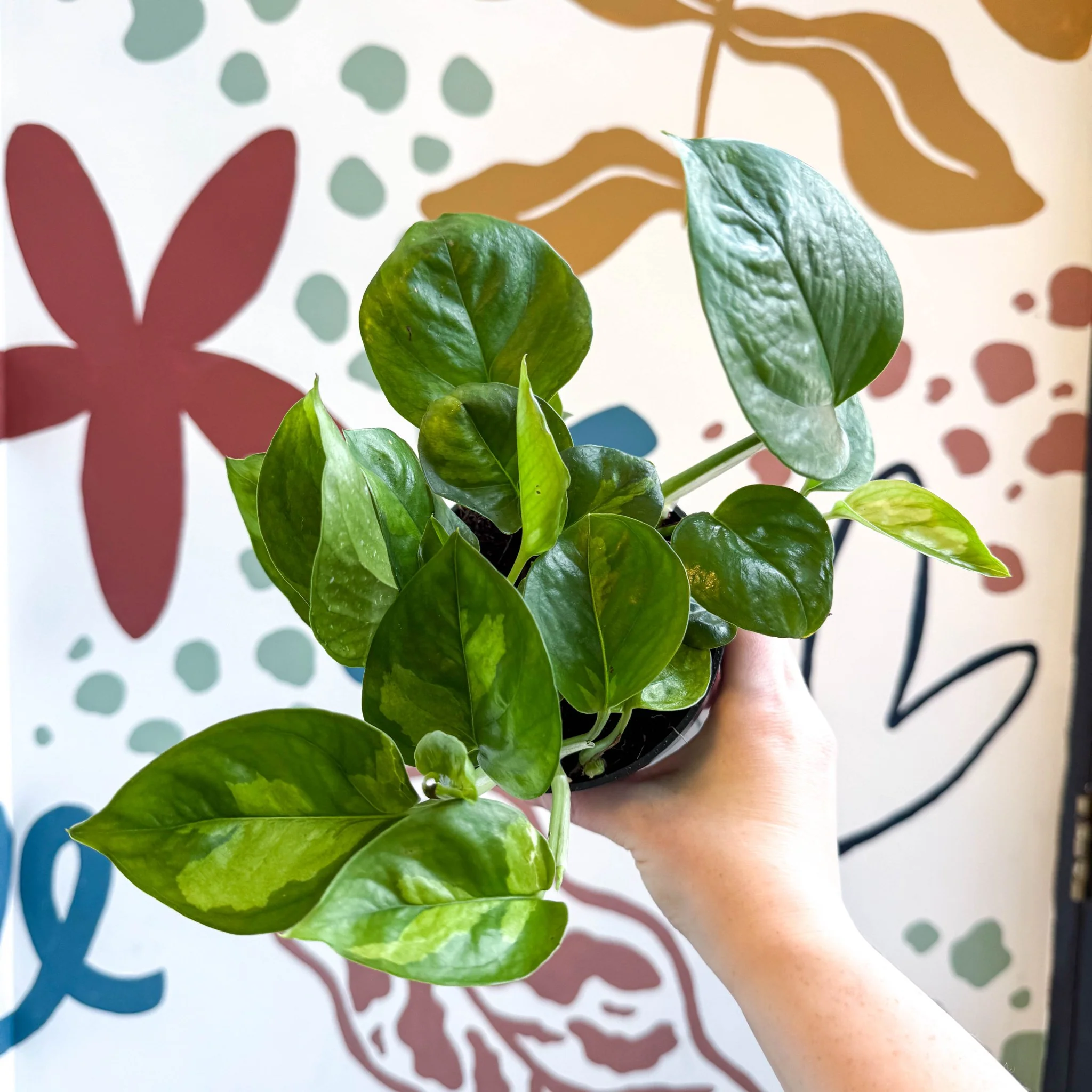 Epipremnum aureum 'Global Green' - Global Green Pothos - Image 3