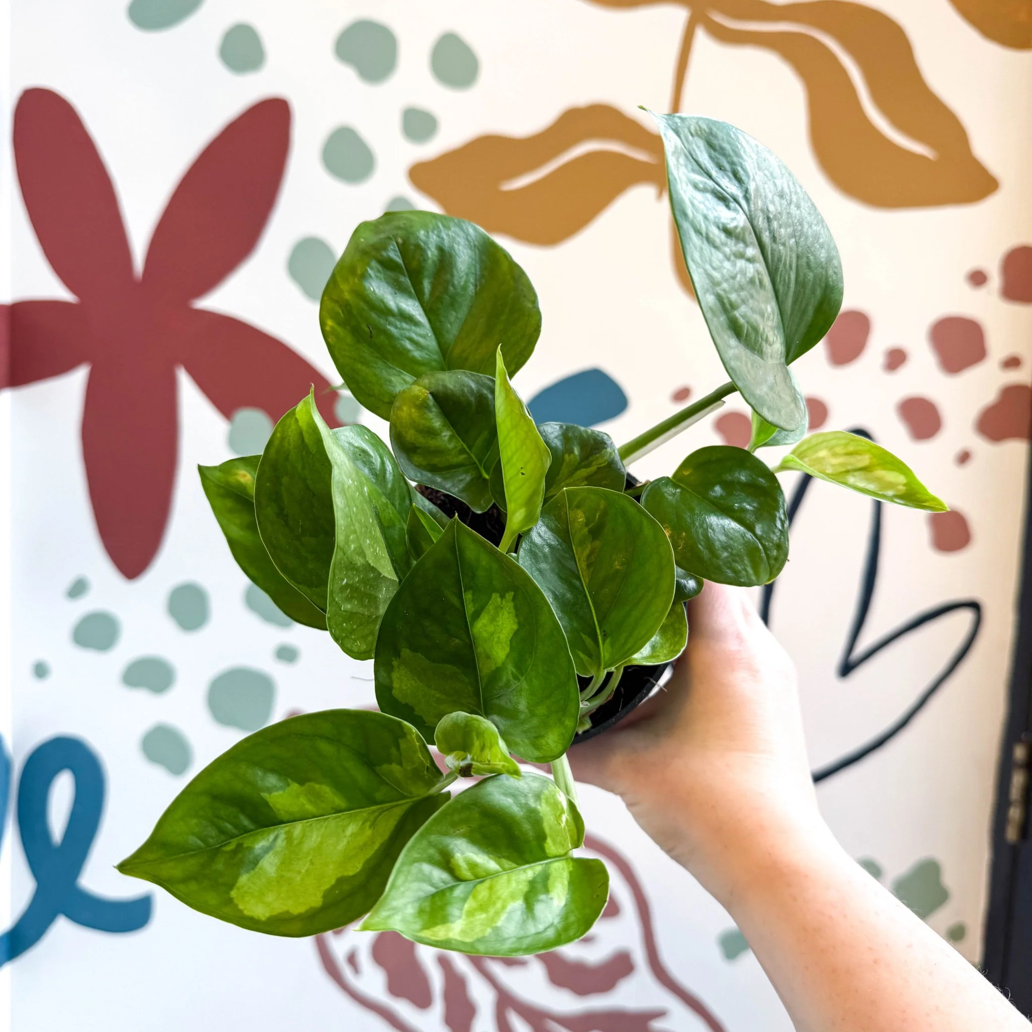 Epipremnum aureum 'Global Green' - Global Green Pothos - Image 4