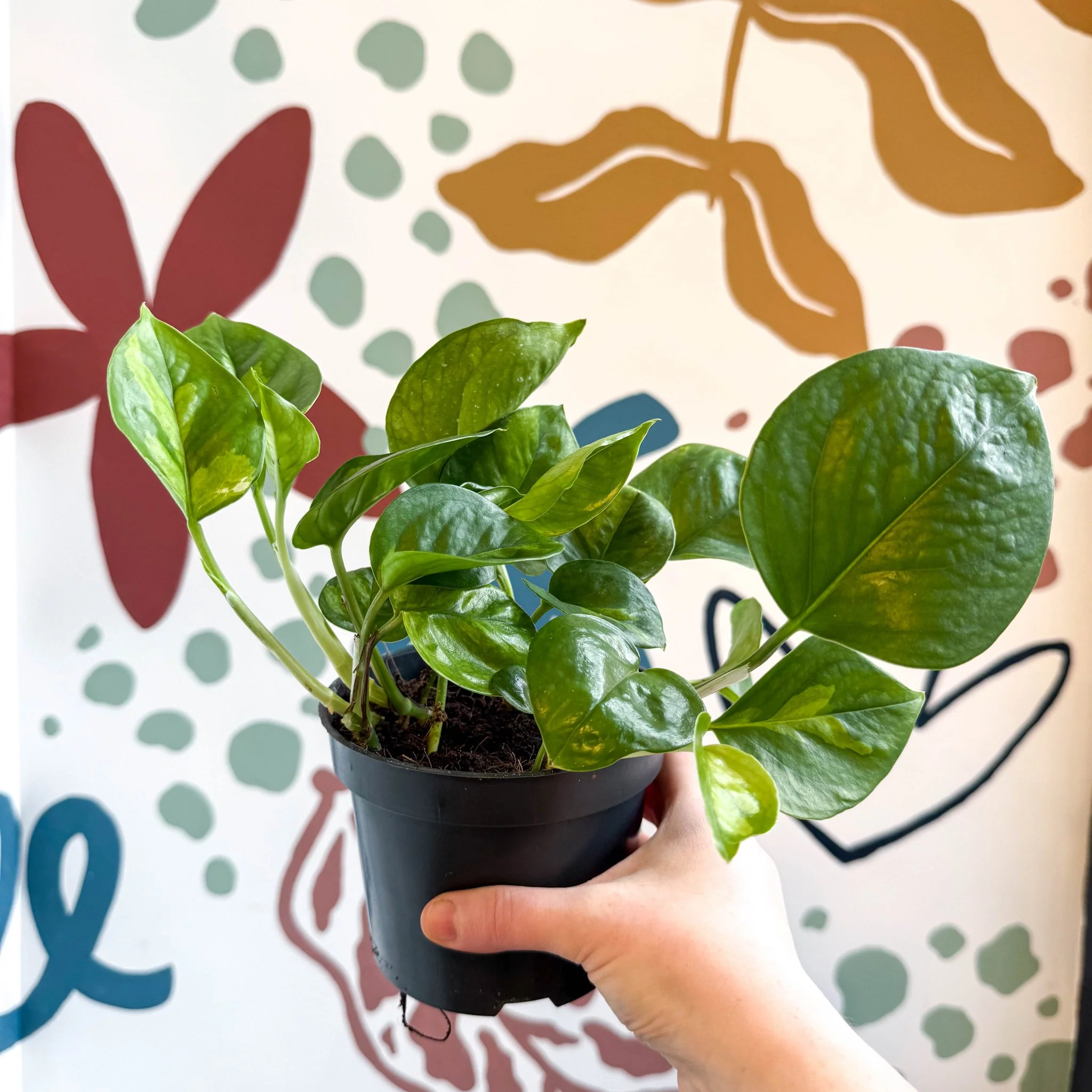 Epipremnum aureum 'Global Green' - Global Green Pothos - Image 5