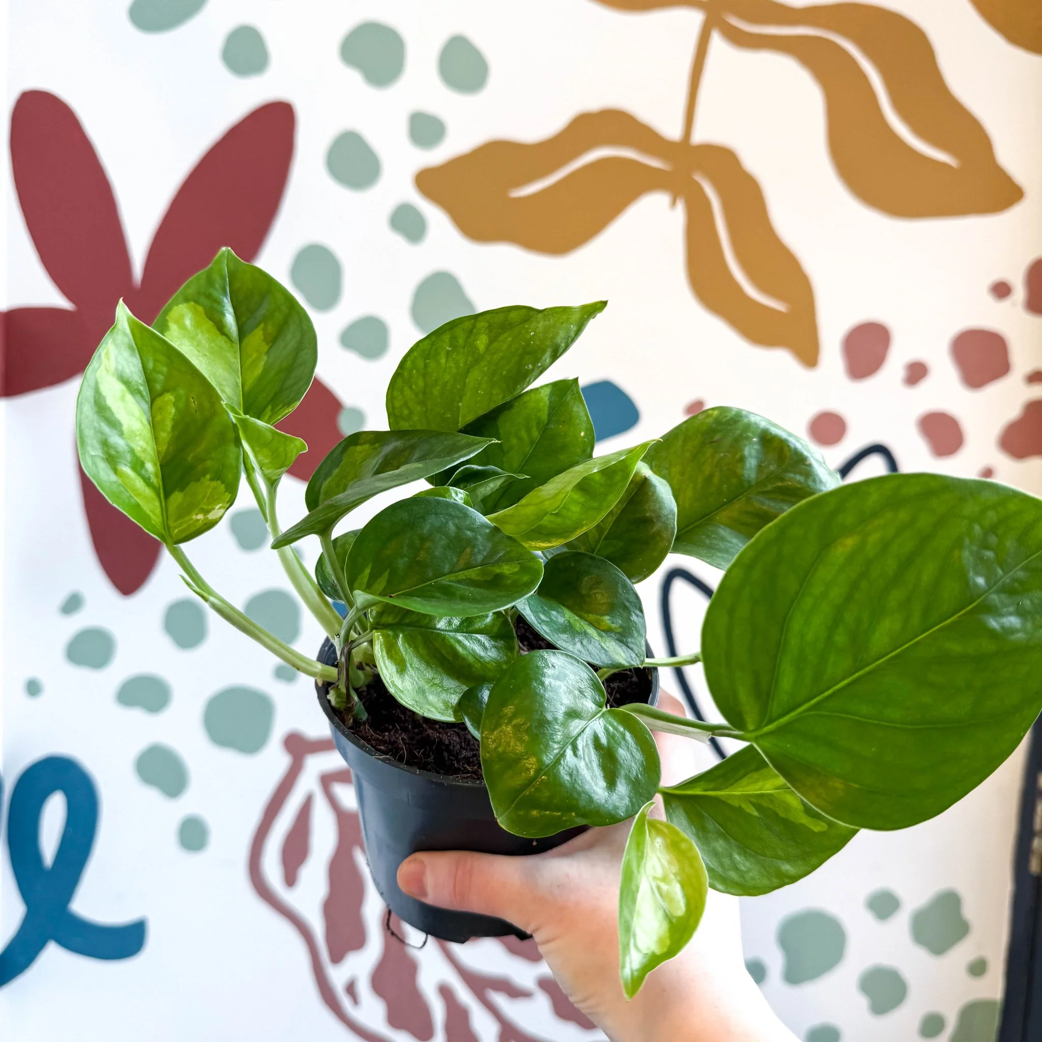 Epipremnum aureum 'Global Green' - Global Green Pothos - Image 6
