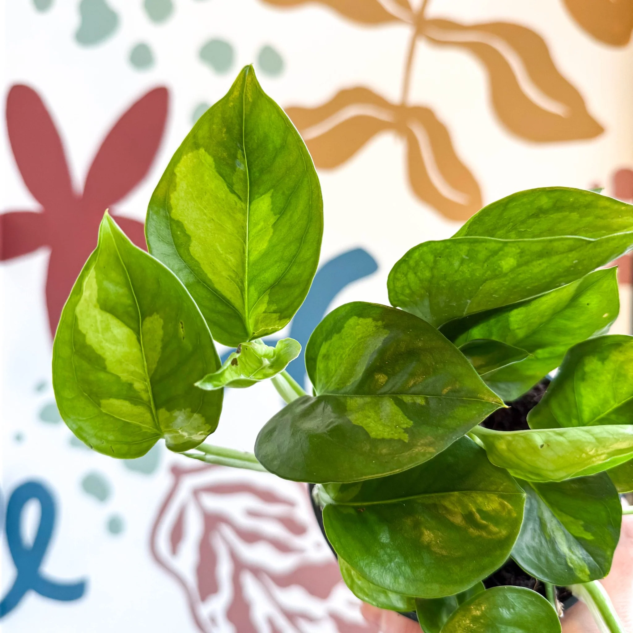 Epipremnum aureum 'Global Green' - Global Green Pothos - Image 7