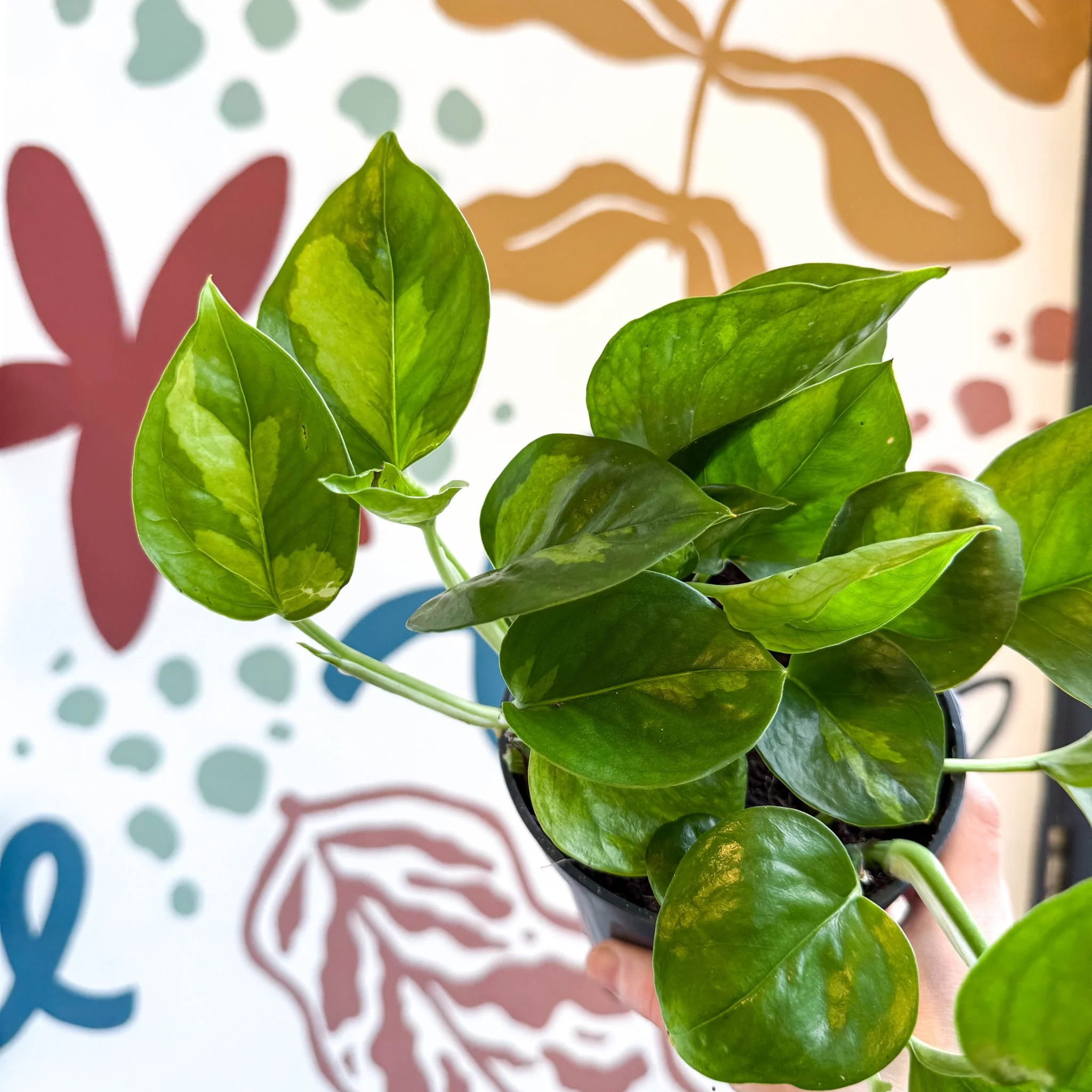 Epipremnum aureum 'Global Green' - Global Green Pothos - Image 8