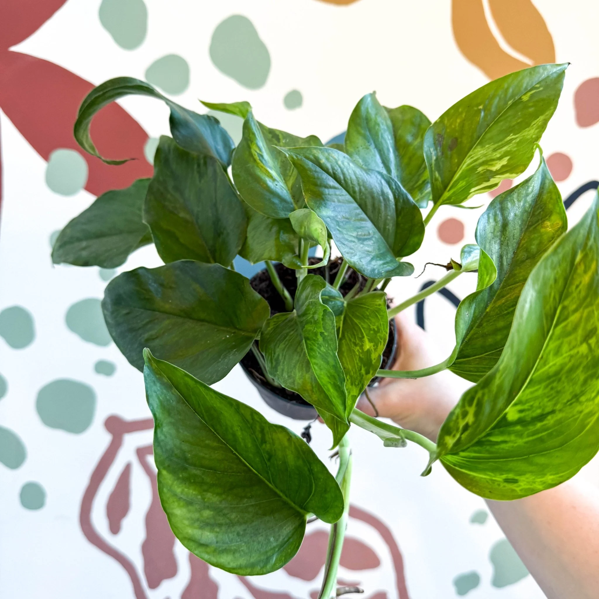 Epipremnum aureum 'Marble Green' - Marble Green Pothos - Image 10