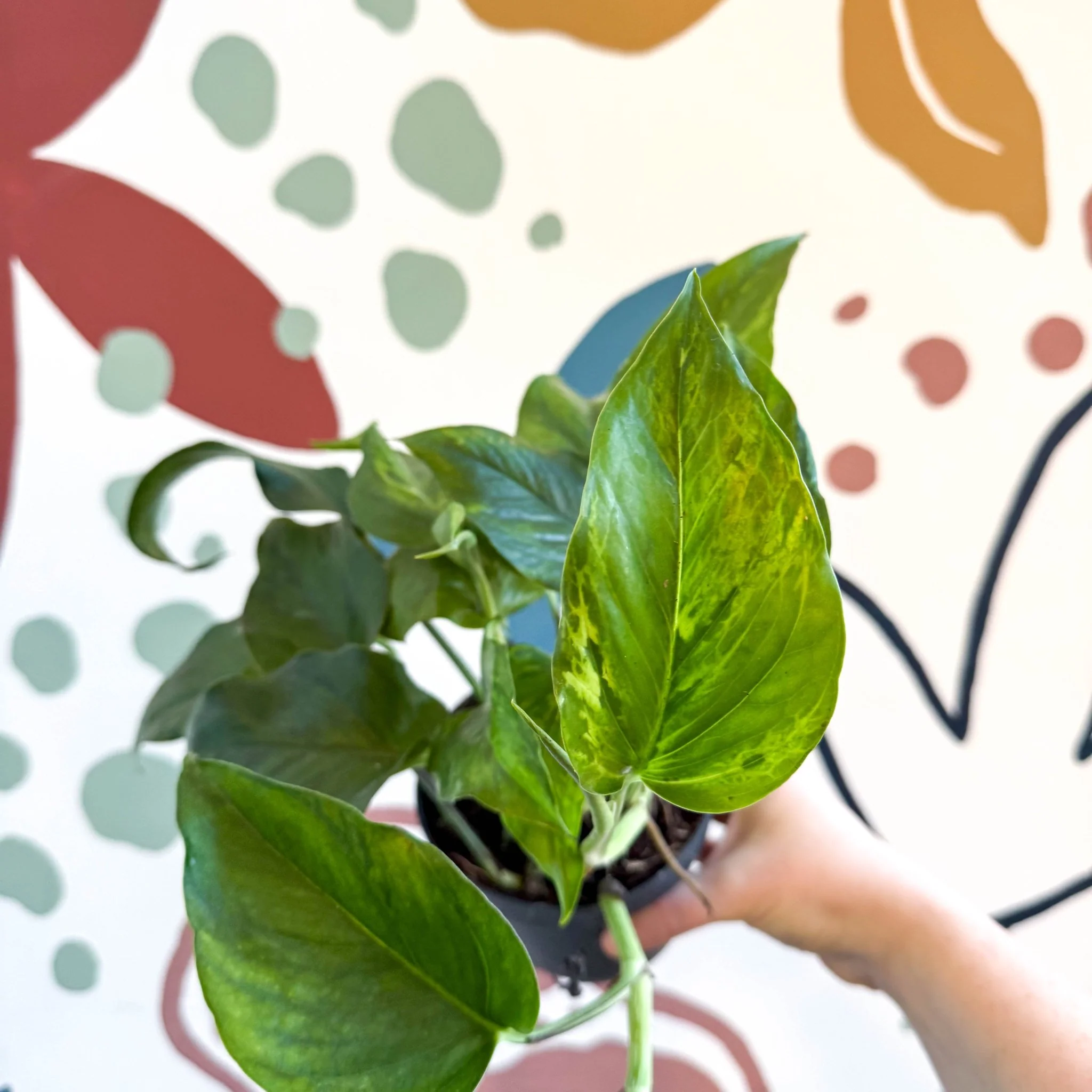 Epipremnum aureum 'Marble Green' - Marble Green Pothos - Image 4