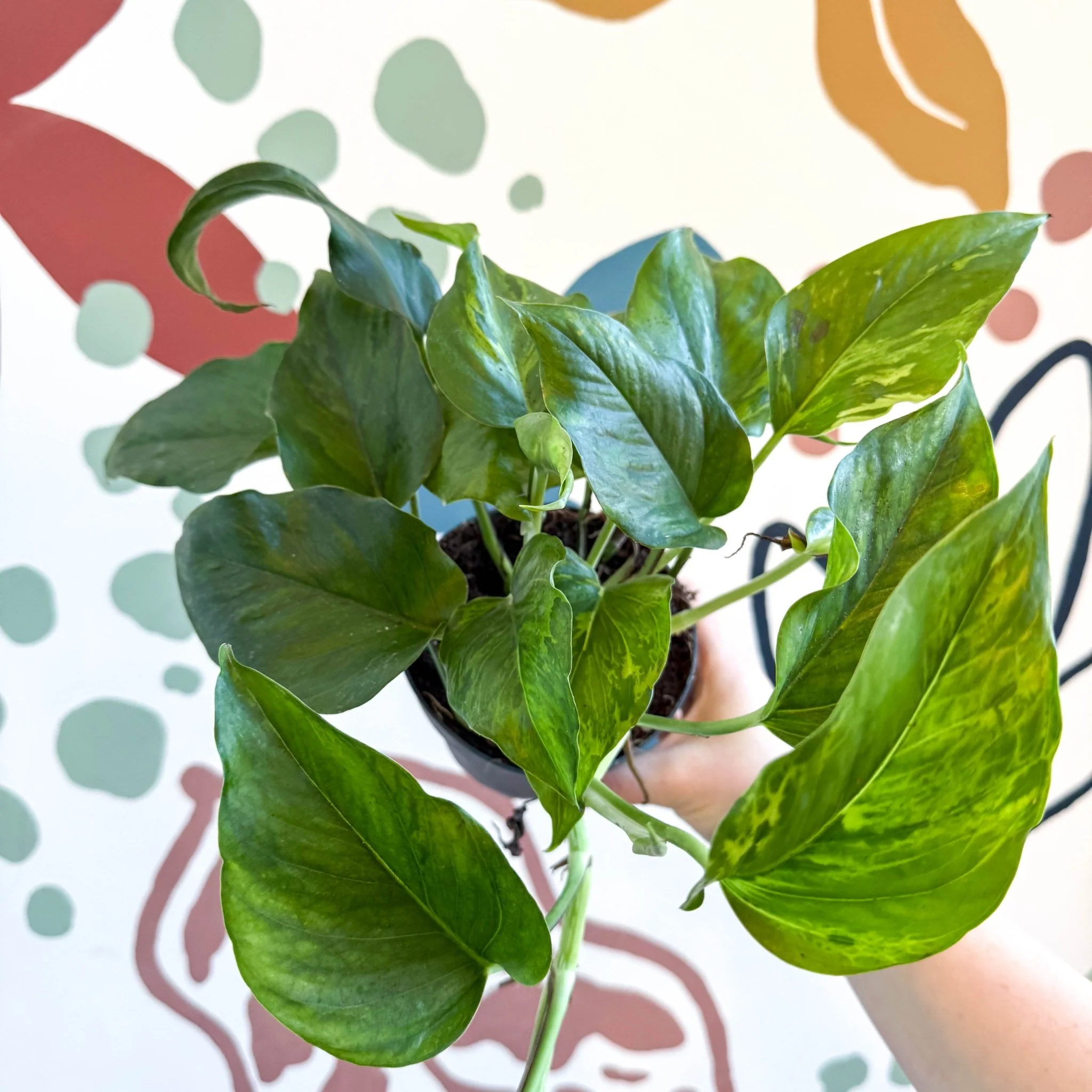 Epipremnum aureum 'Marble Green' - Marble Green Pothos - Image 9