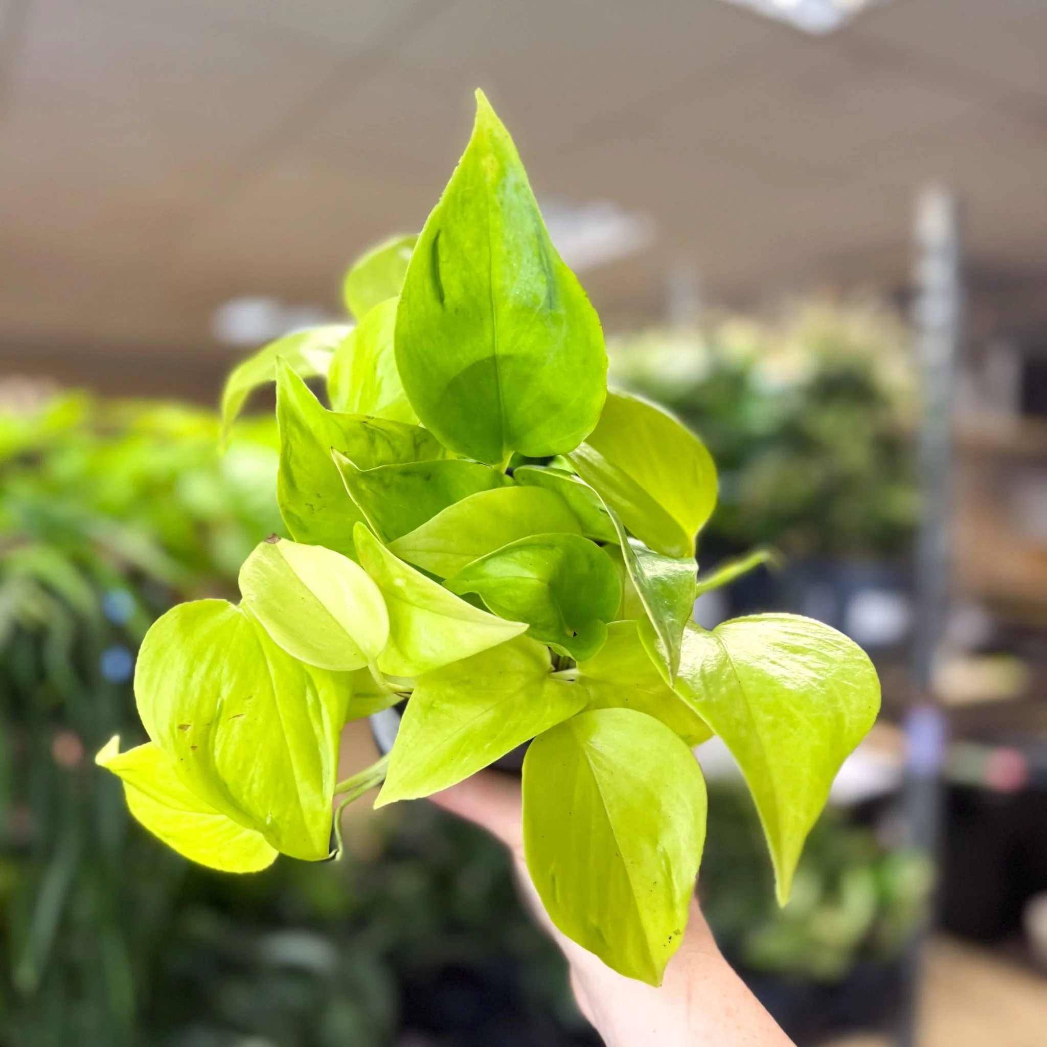 Epipremnum ‘Champs Elysees’ - Image 4