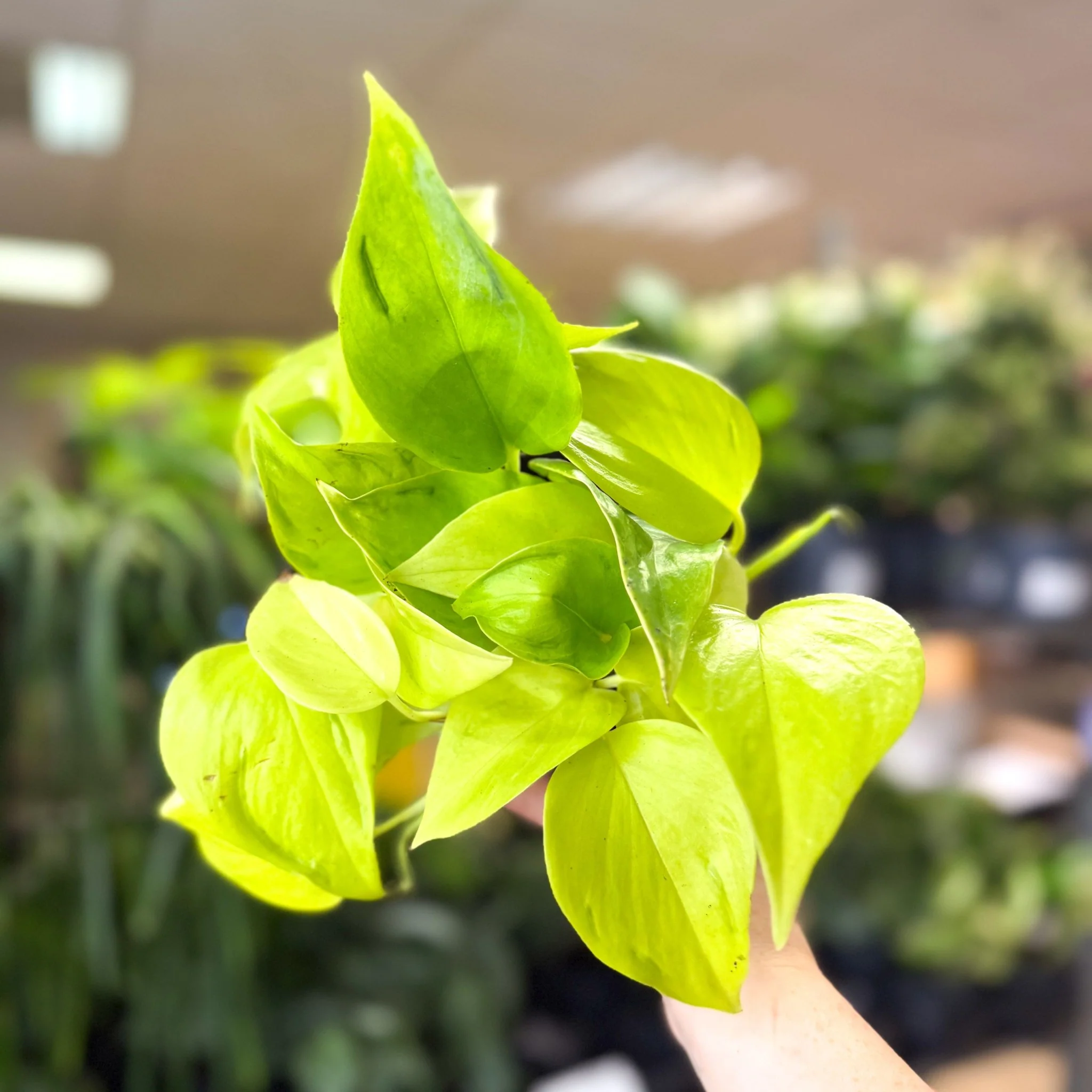 Epipremnum ‘Champs Elysees’ - Image 6