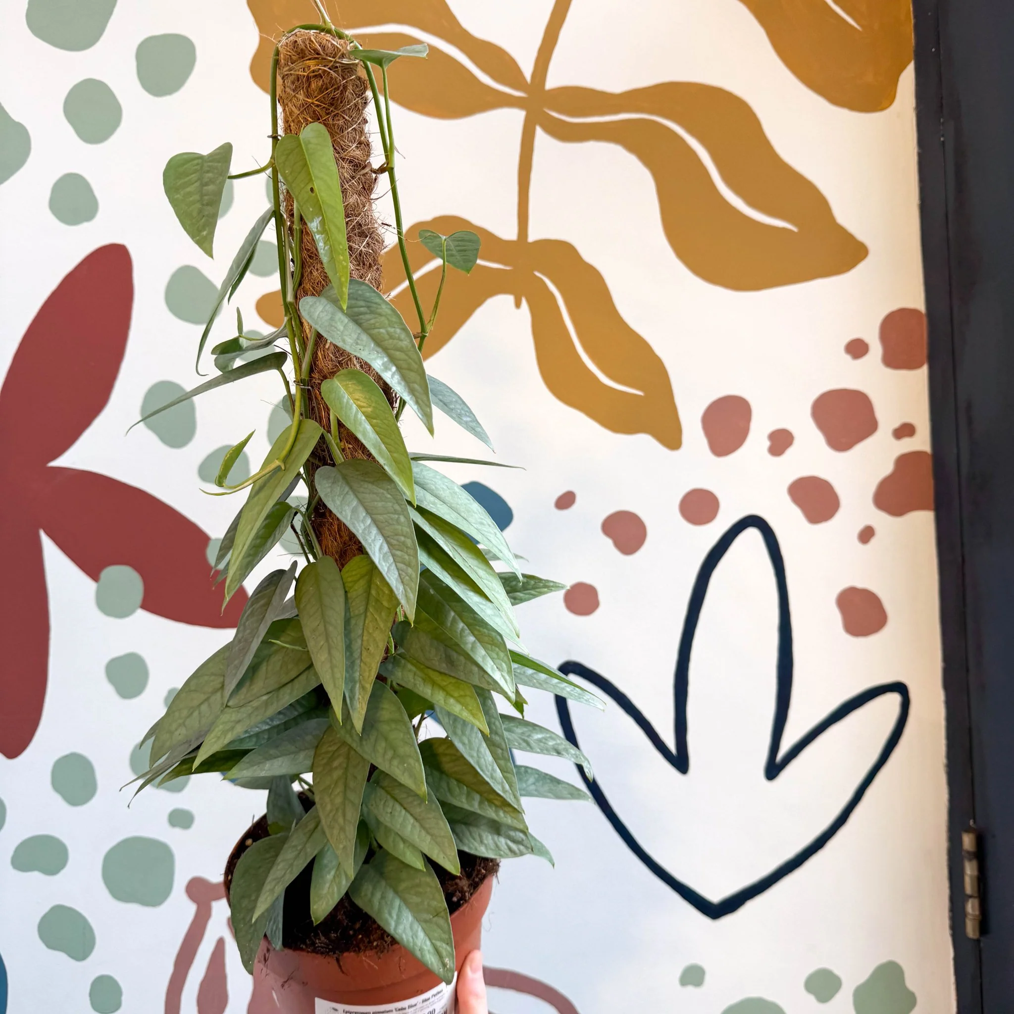 Epipremnum pinnatum ‘Cebu Blue’ - Blue Pothos - Image 10