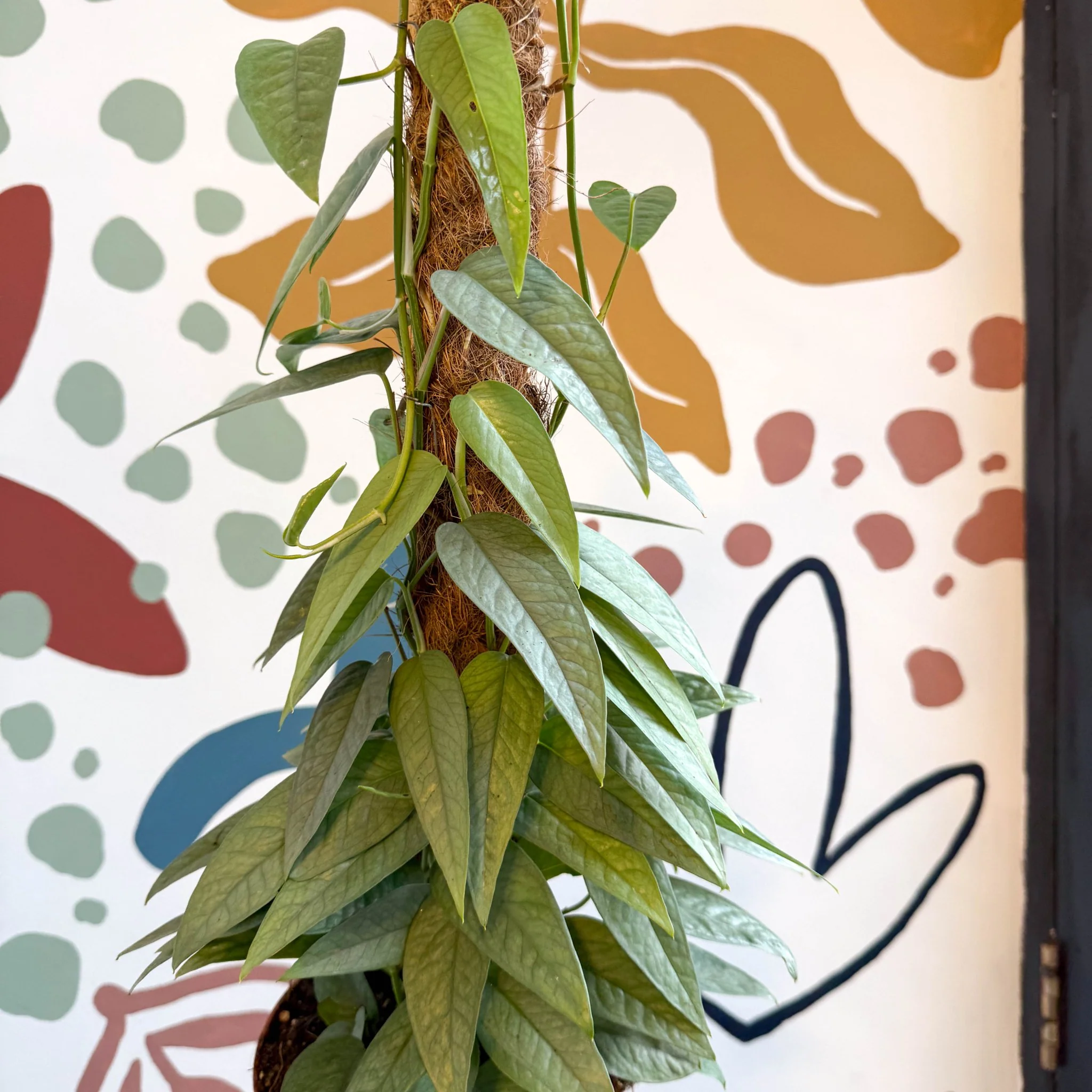 Epipremnum pinnatum ‘Cebu Blue’ - Blue Pothos - Image 11