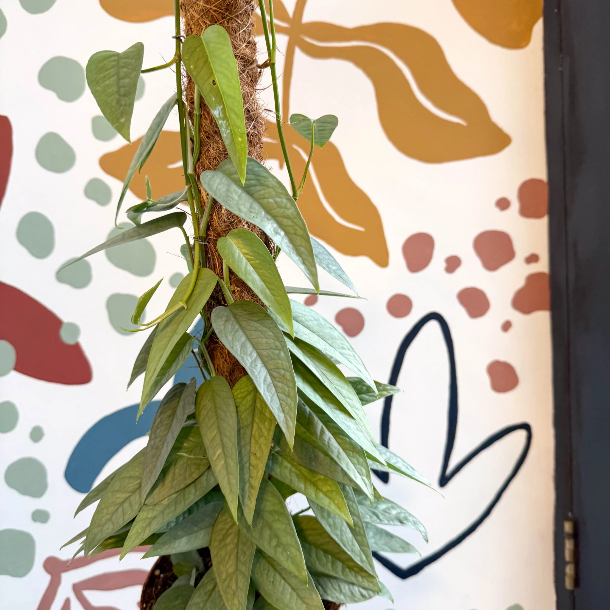 Epipremnum pinnatum ‘Cebu Blue’ - Blue Pothos - Image 12