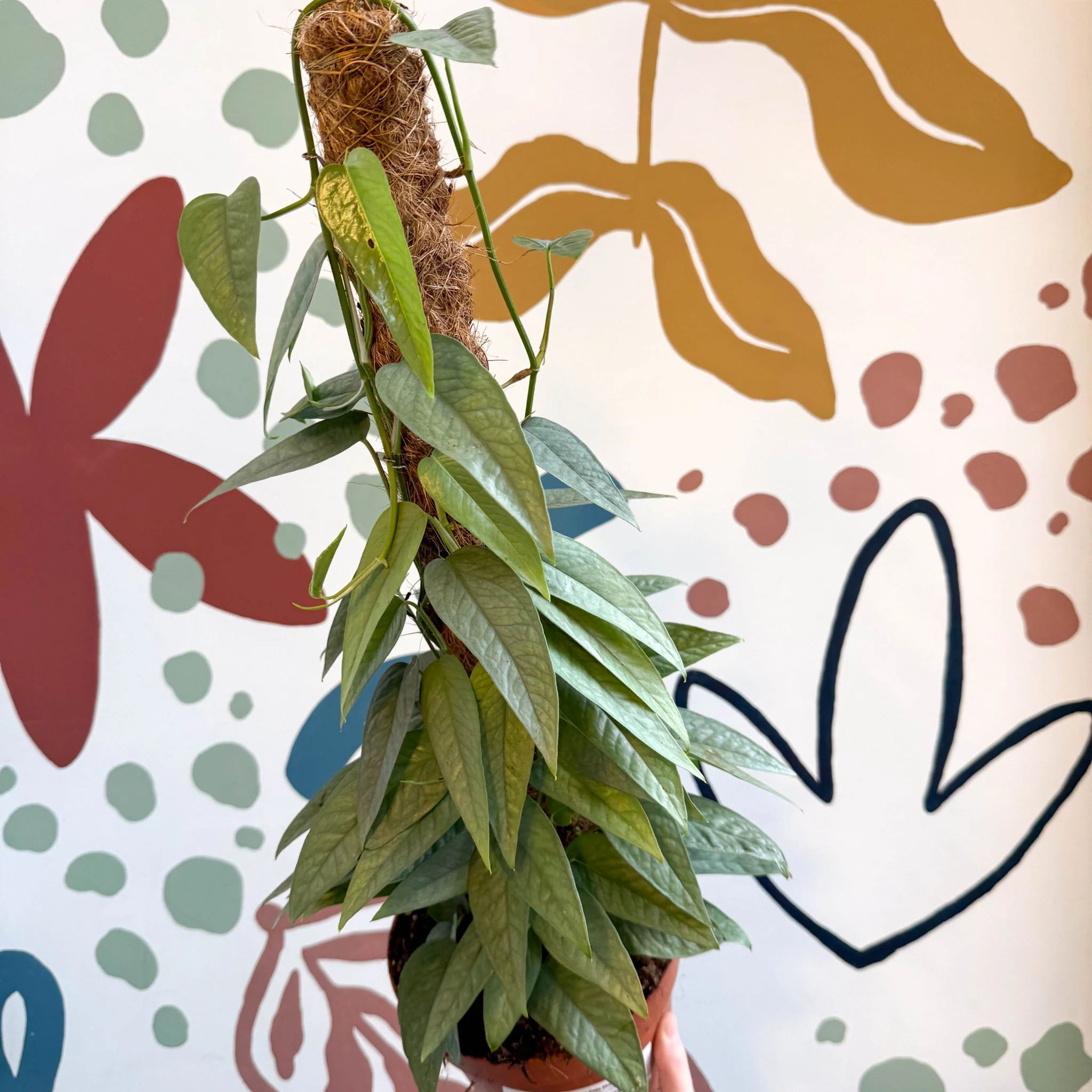 Epipremnum pinnatum ‘Cebu Blue’ - Blue Pothos - Image 13