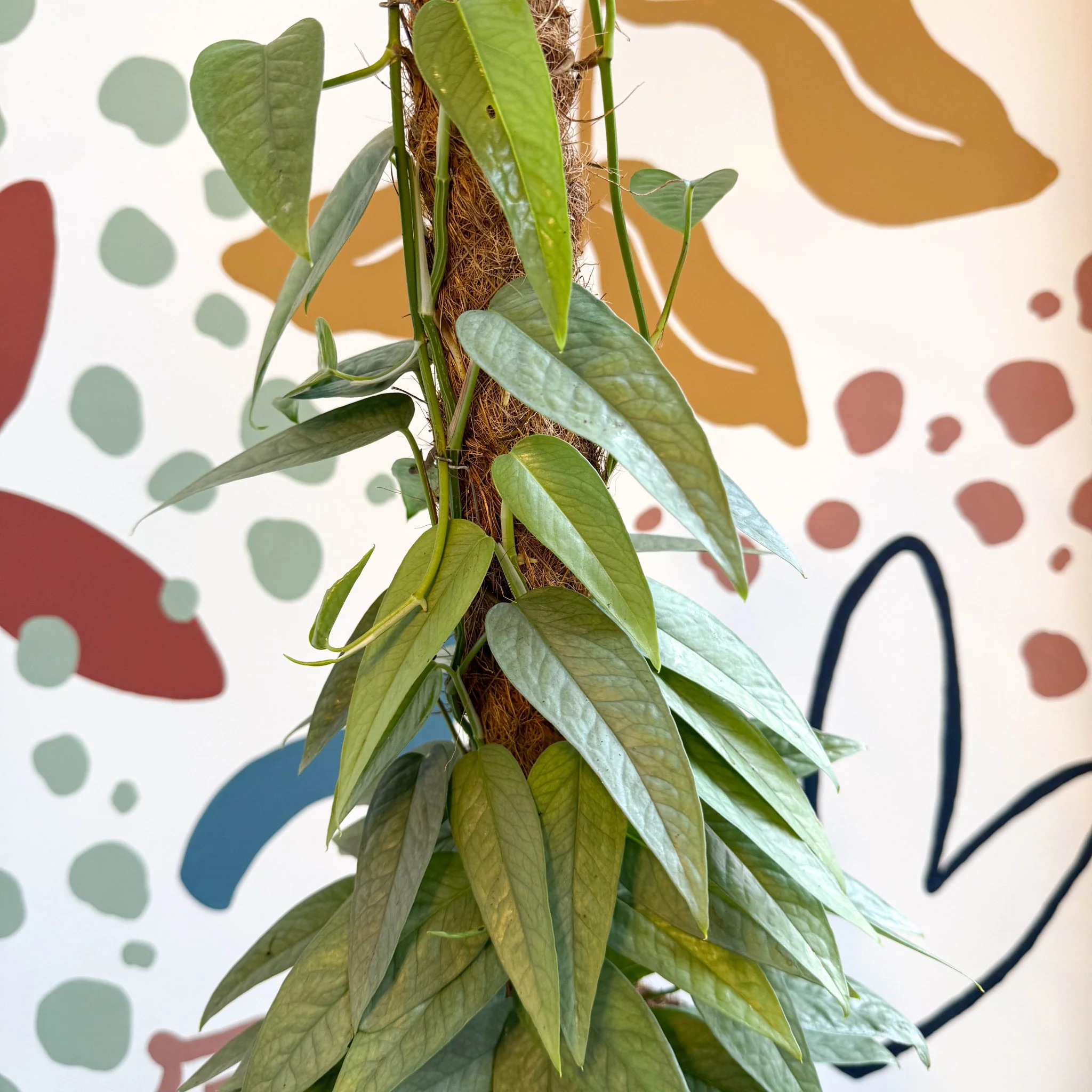 Epipremnum pinnatum ‘Cebu Blue’ - Blue Pothos - Image 15