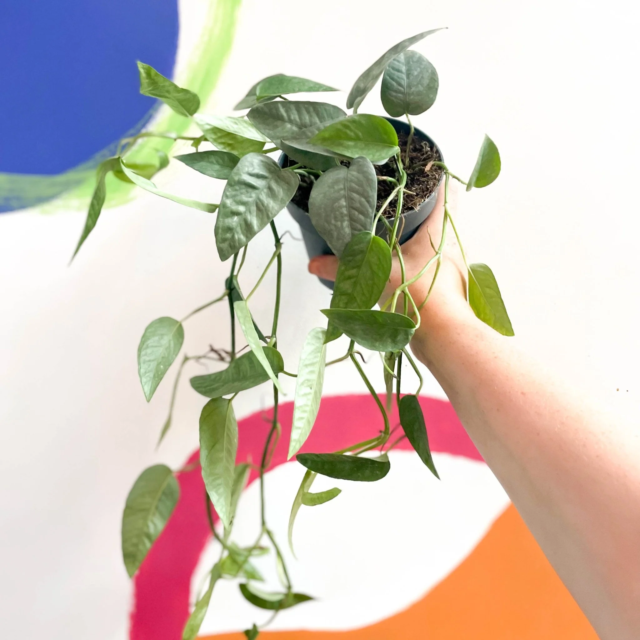 Epipremnum pinnatum ‘Cebu Blue’ - Blue Pothos - Image 3