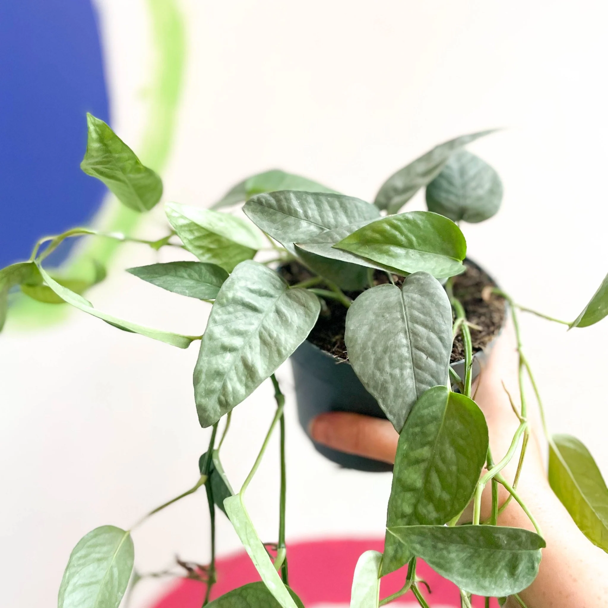 Epipremnum pinnatum ‘Cebu Blue’ - Blue Pothos - Image 4