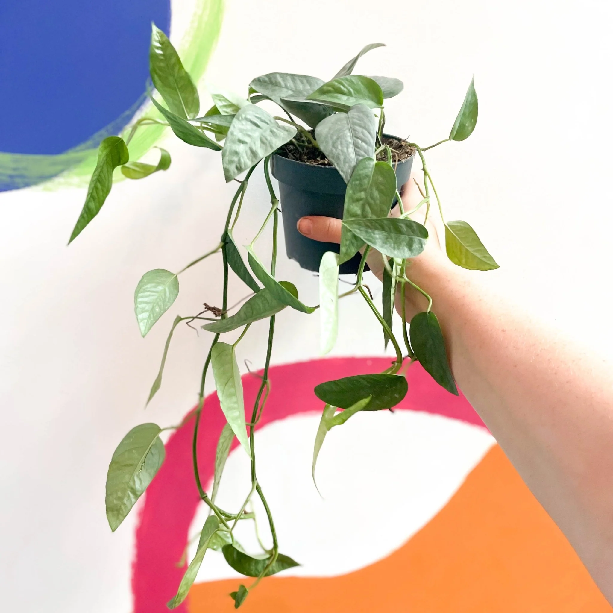 Epipremnum pinnatum ‘Cebu Blue’ - Blue Pothos - Image 5