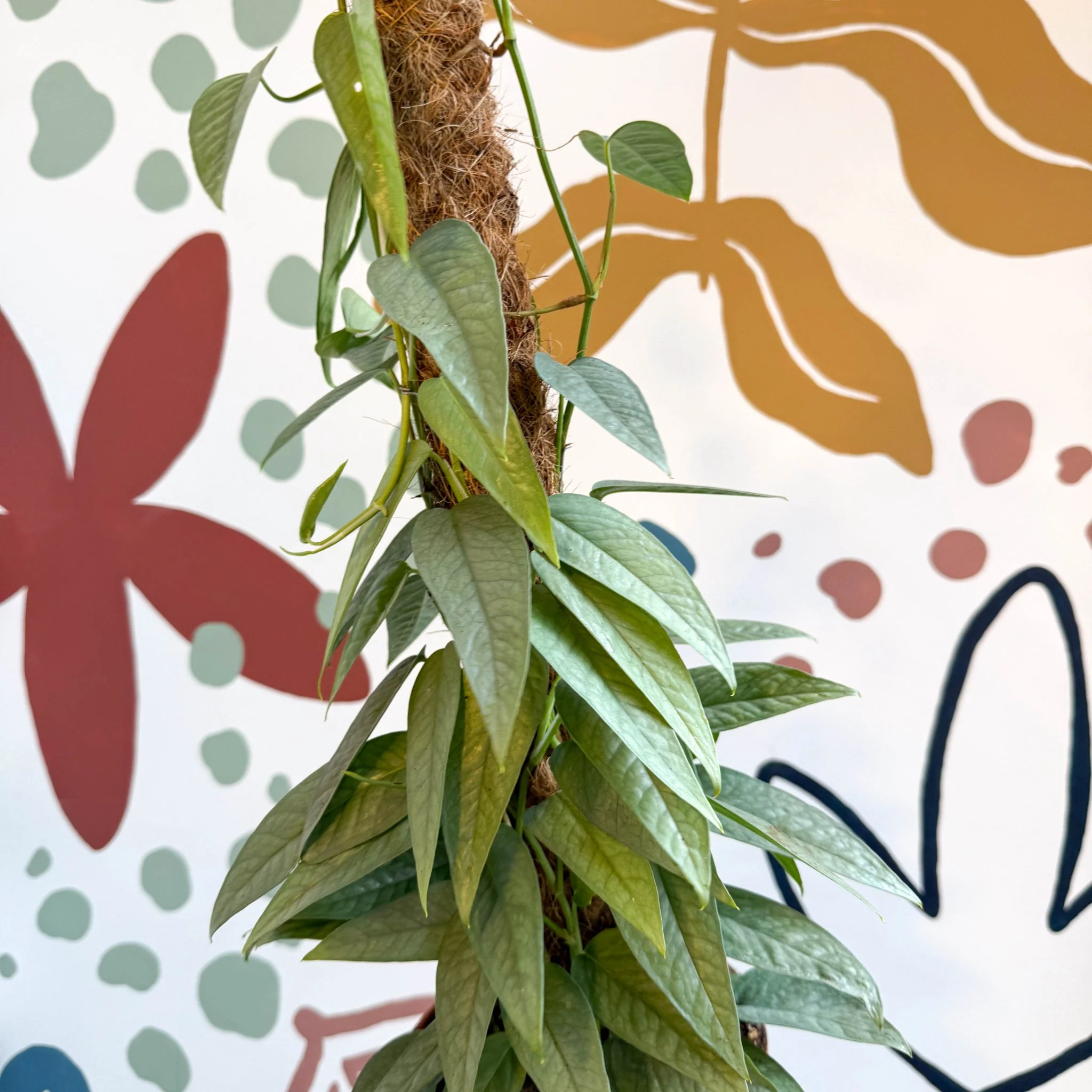 Epipremnum pinnatum ‘Cebu Blue’ - Blue Pothos - Image 7
