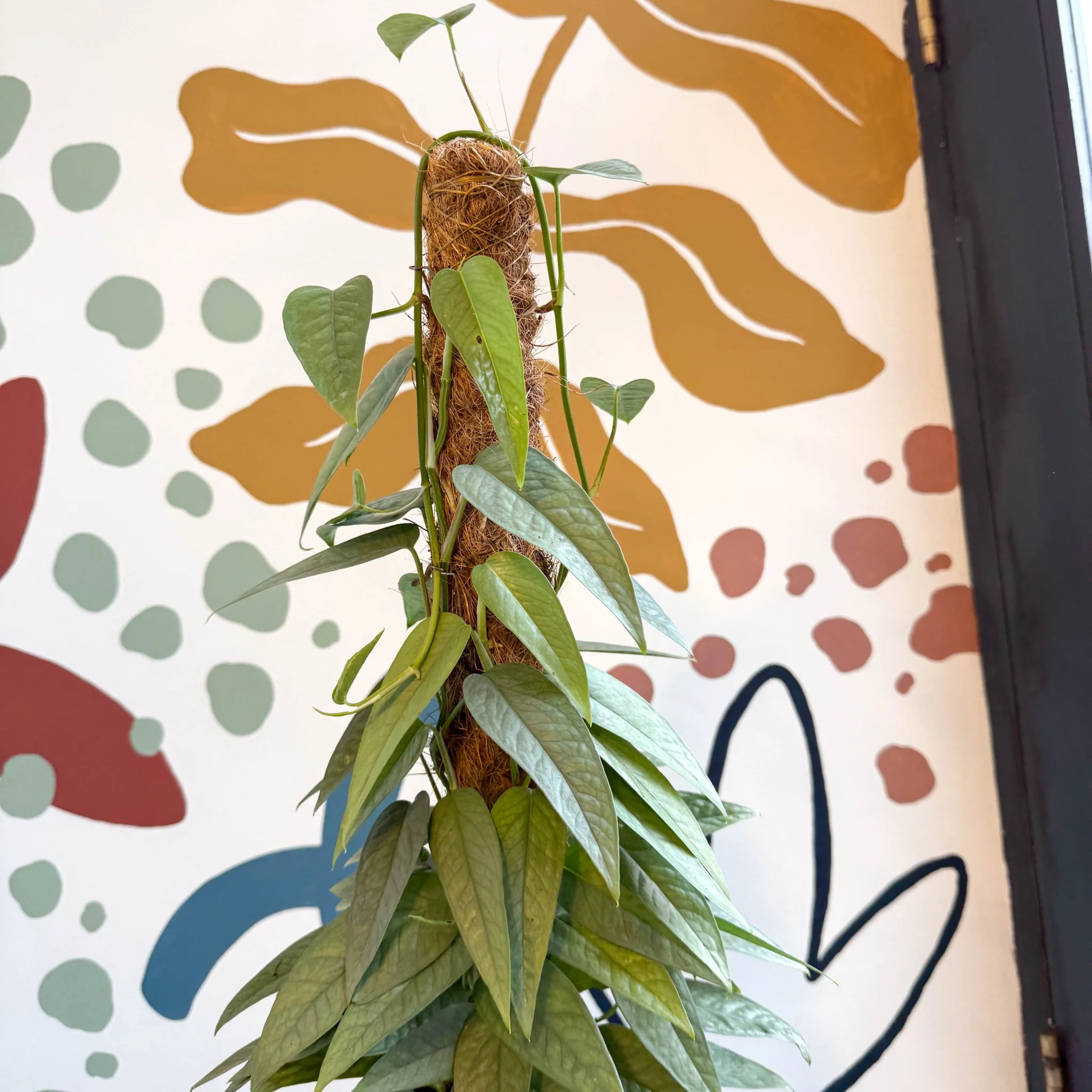 Epipremnum pinnatum ‘Cebu Blue’ - Blue Pothos - Image 9